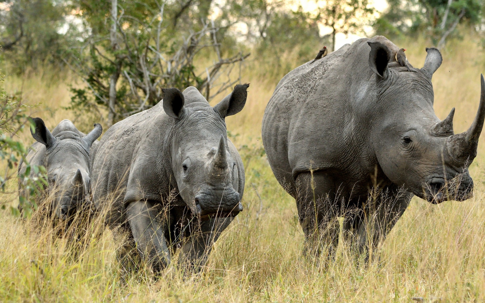Семья носорогов идет по траве