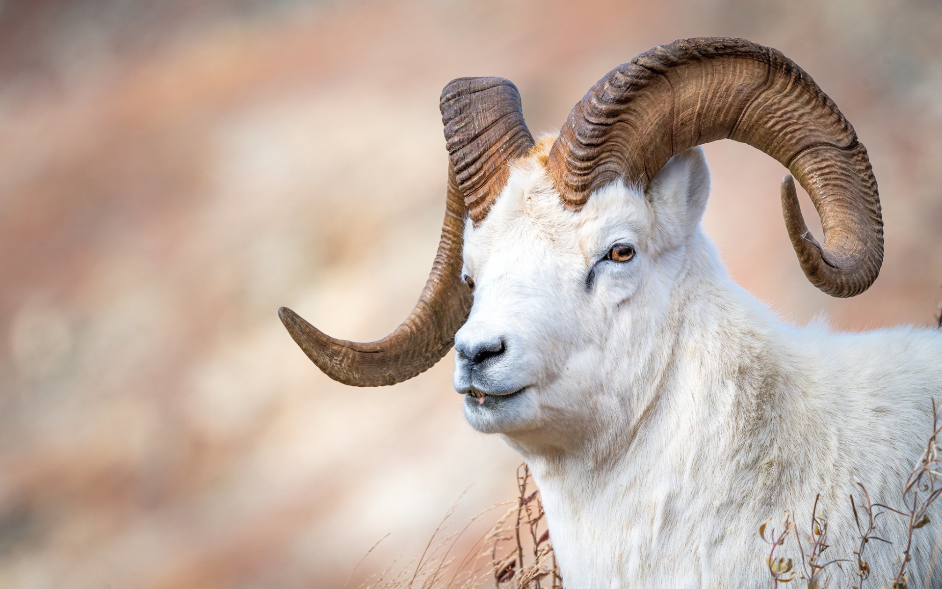 Белый горный козел с большими рогами