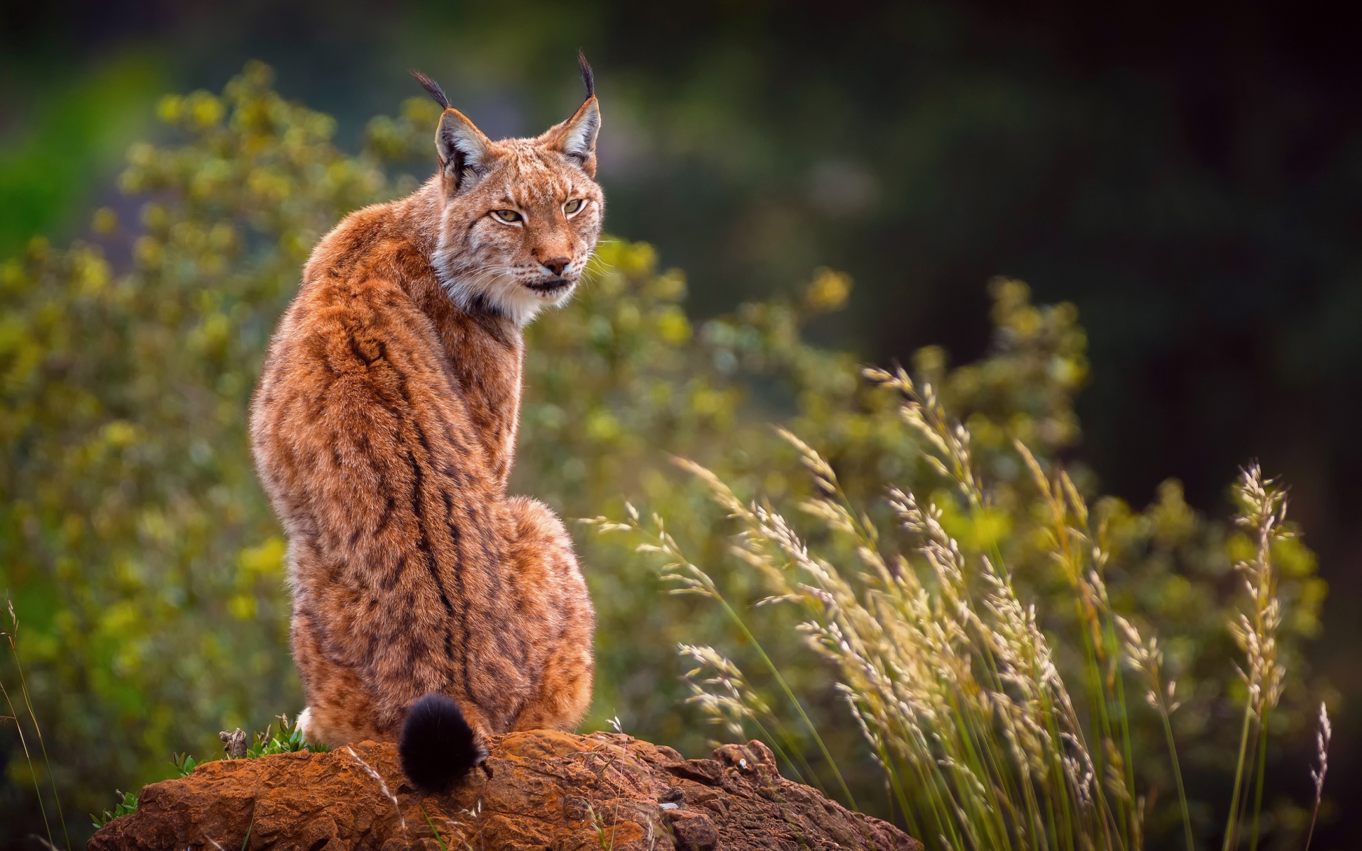 Большая рысь сидит на камне 