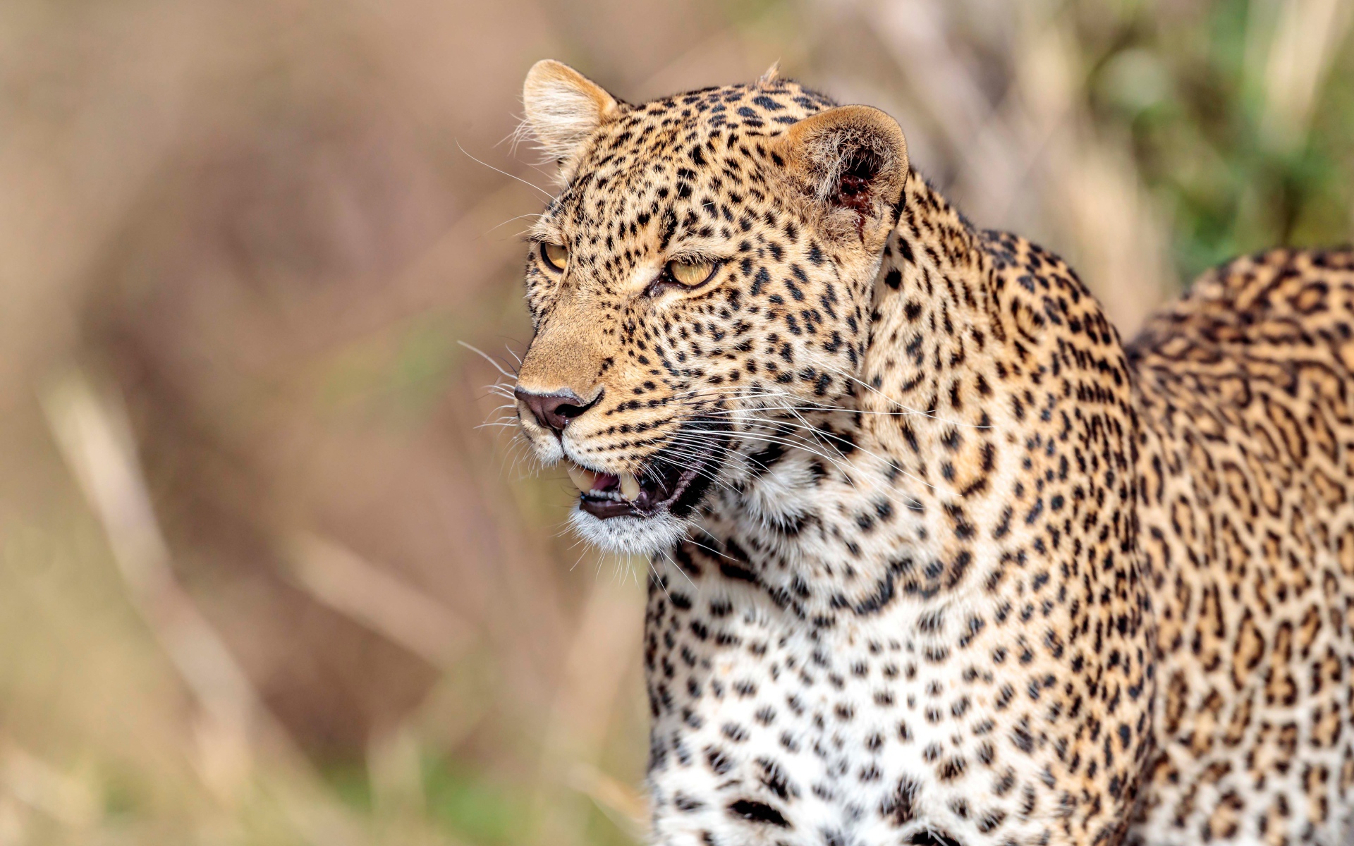 Большой пятнистый леопард с открытой пастью 