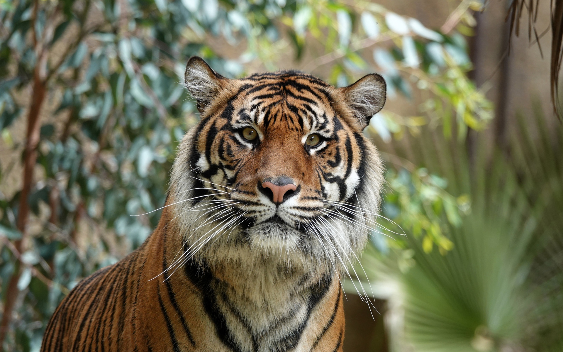 Большой полосатый амурский тигр 