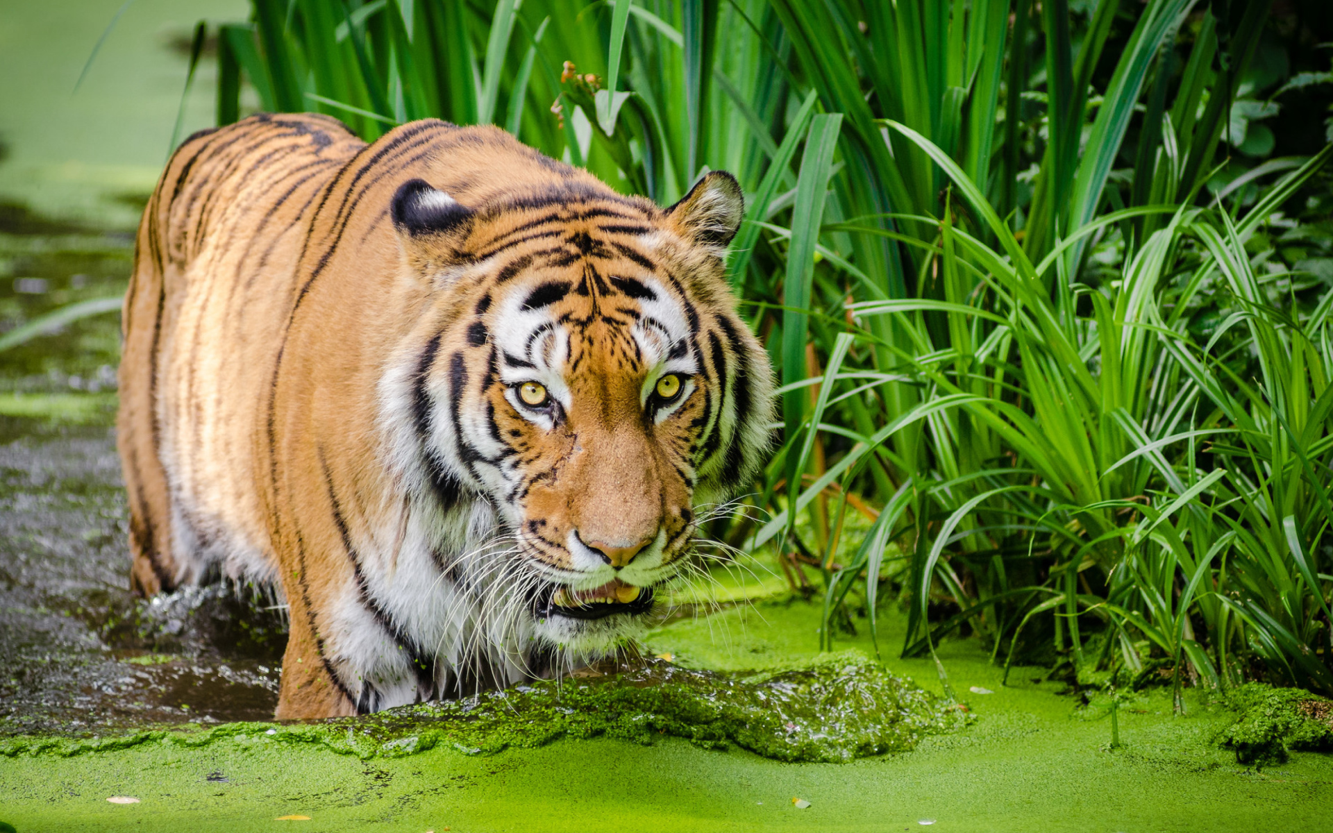 Большой полосатый тигр стоит в покрытой тиной воде 