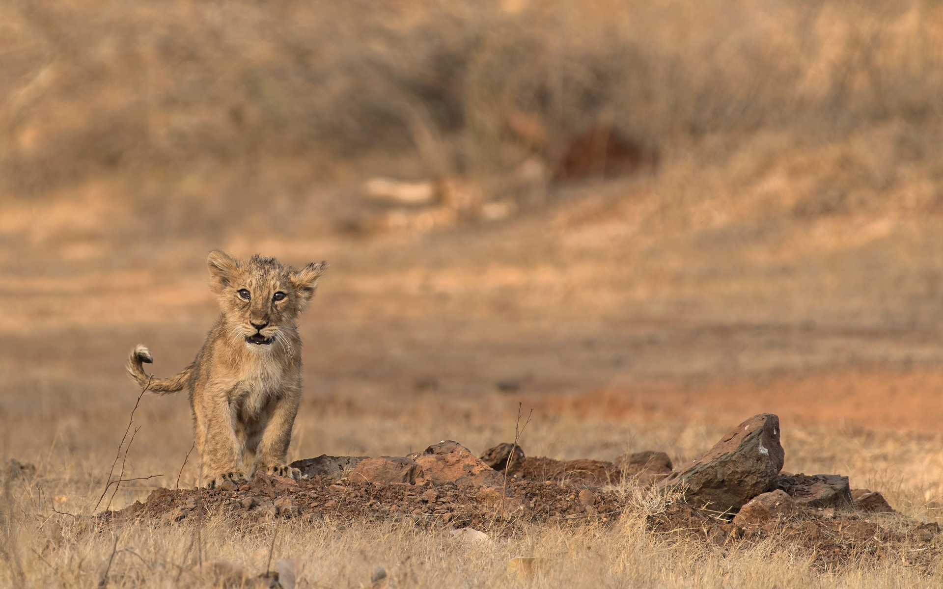 Маленький львенок в сухой саванне 