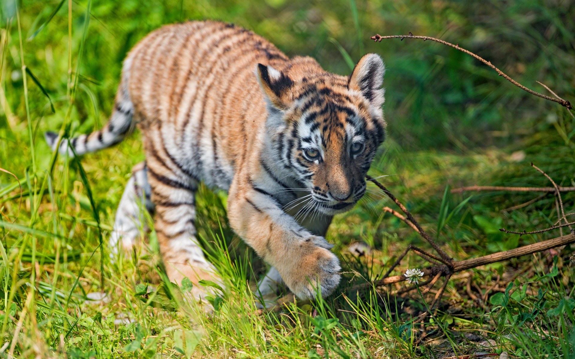 Маленький тигренок идет по зеленой траве