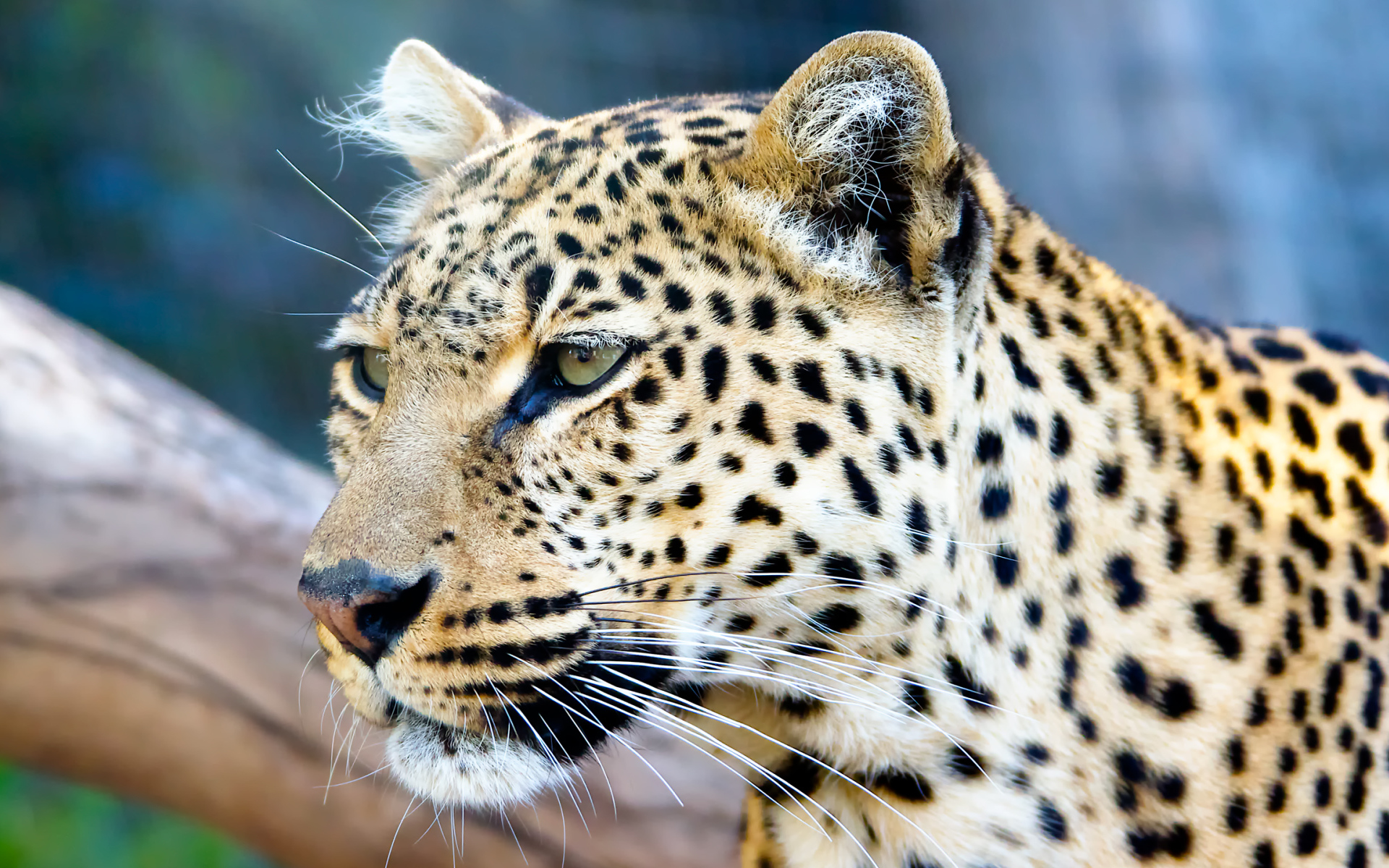 Морда пятнистого леопарда крупным планом