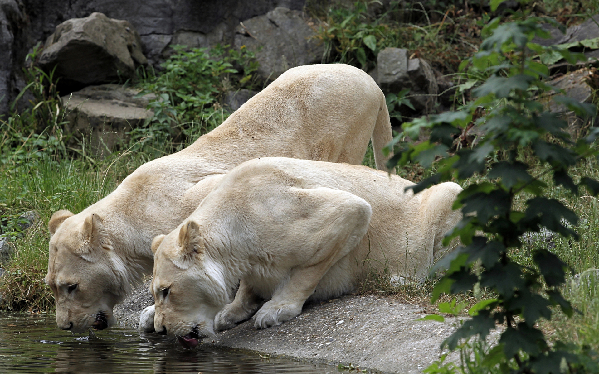 Две белые львицы у водопоя 
