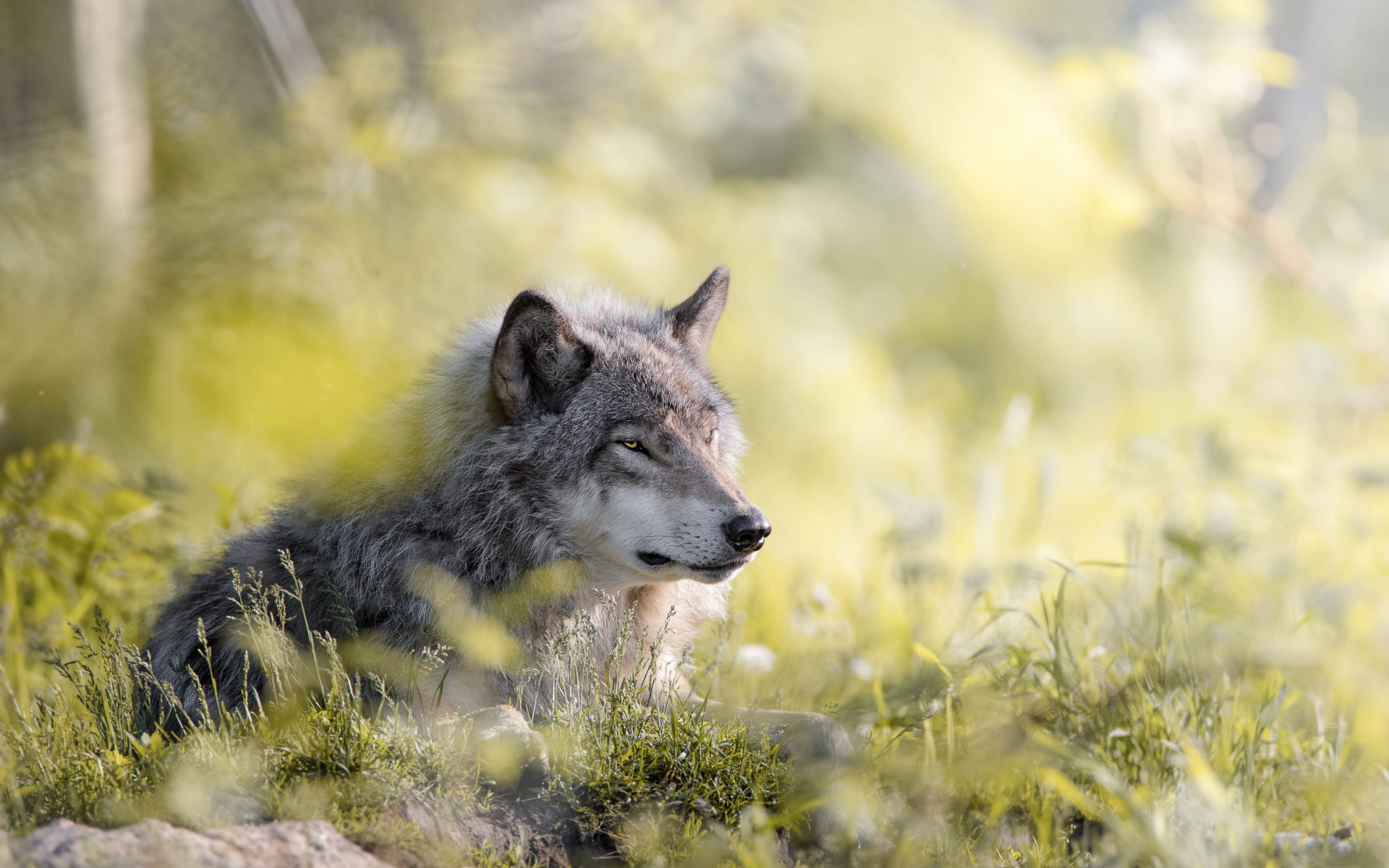 Серьезный серый волк лежит на траве
