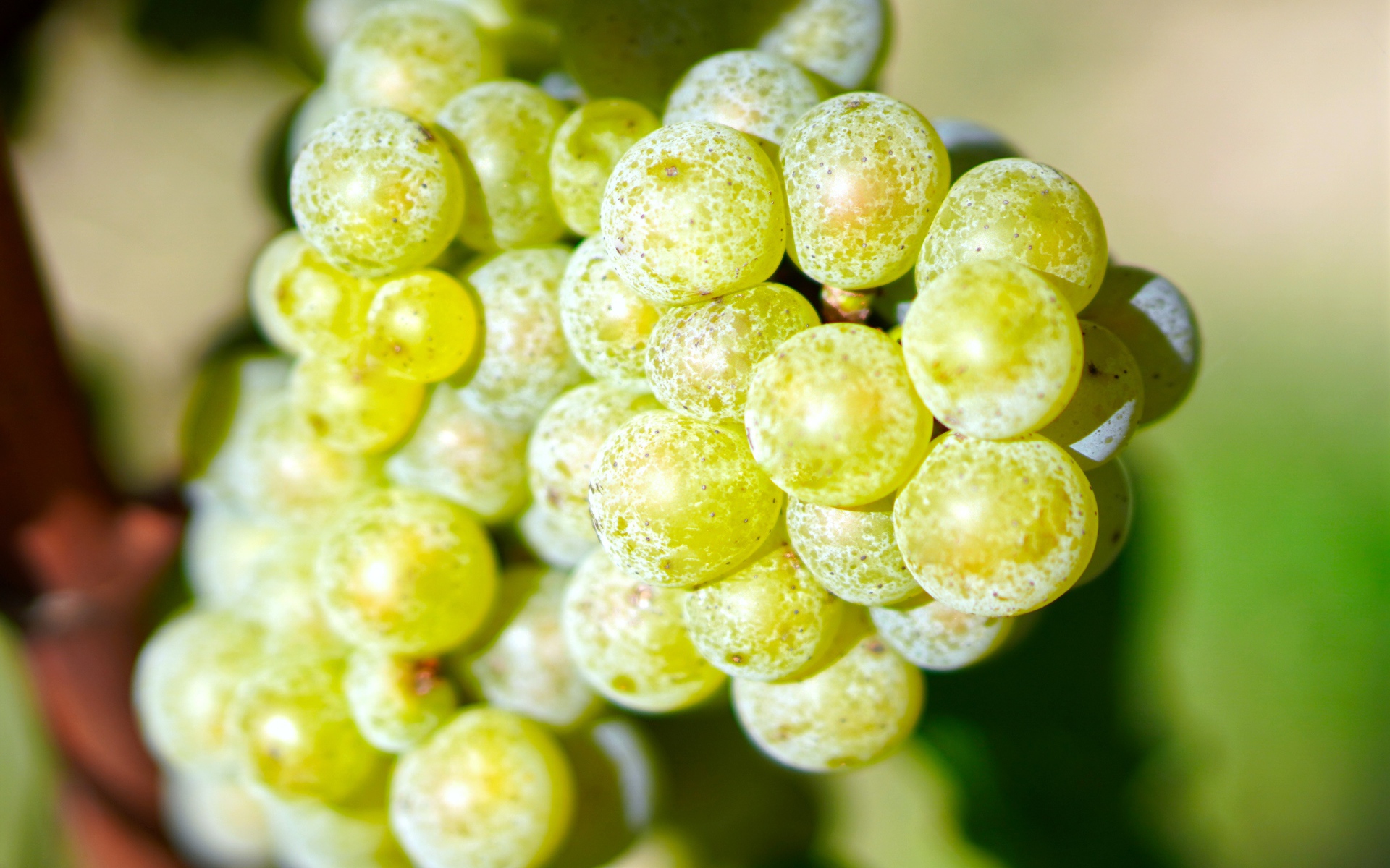 Гроздь круглого белого винограда крупным планом