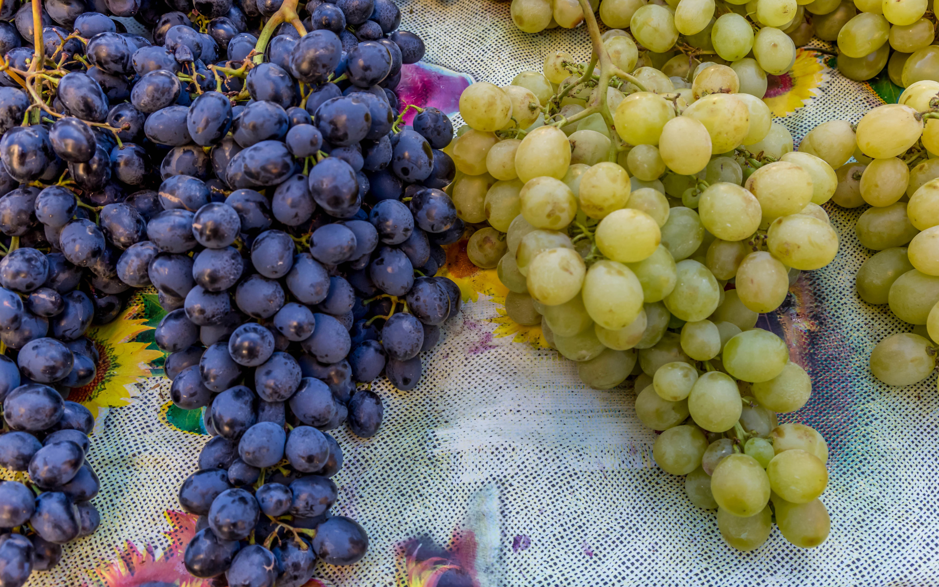 Большие гроздья синего и белого винограда на столе