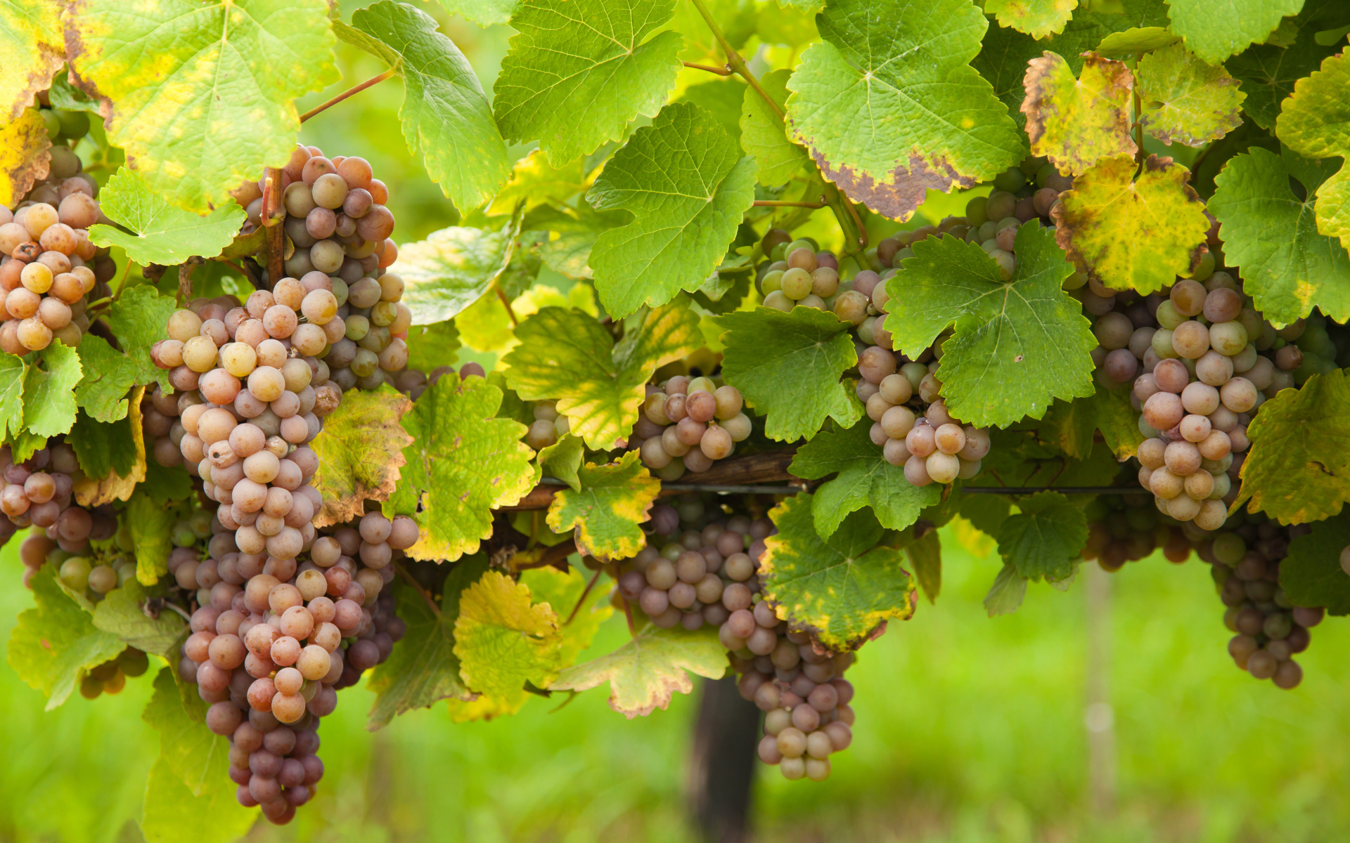 Розовый виноград в зеленых листьях на лозе