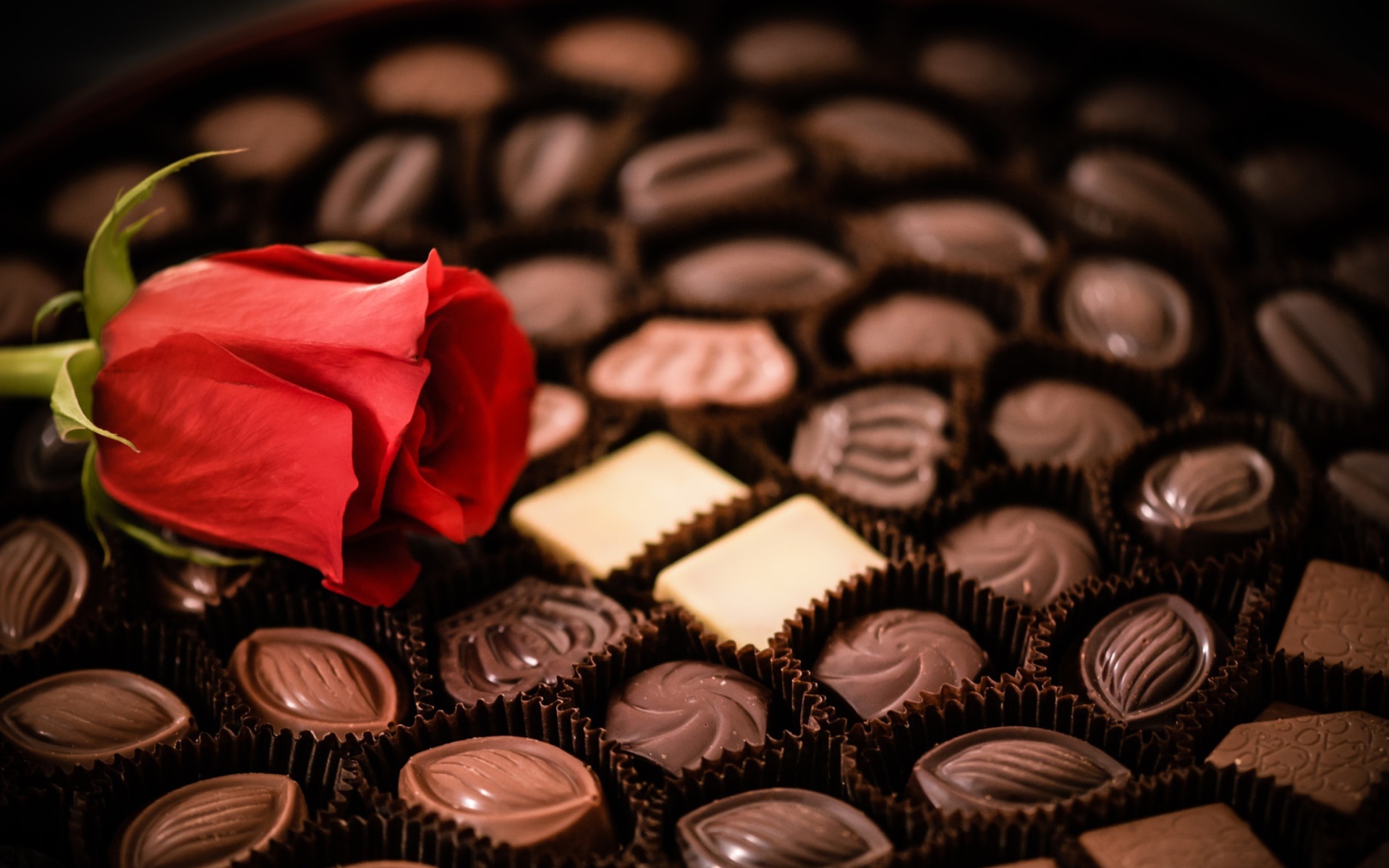 Красная роза лежит на коробке с шоколадными конфетами ассорти 