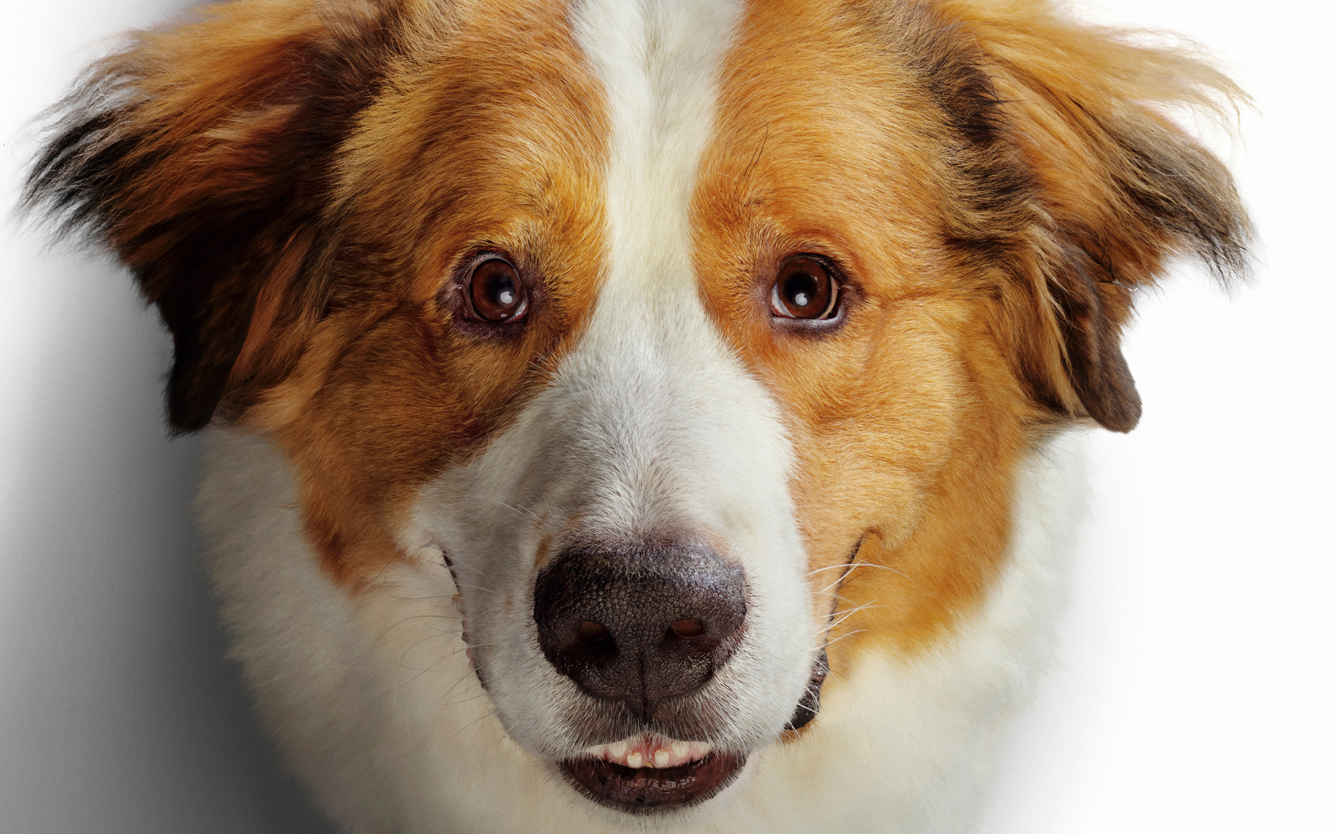 Морда золотистого ретривера в новом фильме Собачья жизнь 2, 2019 года