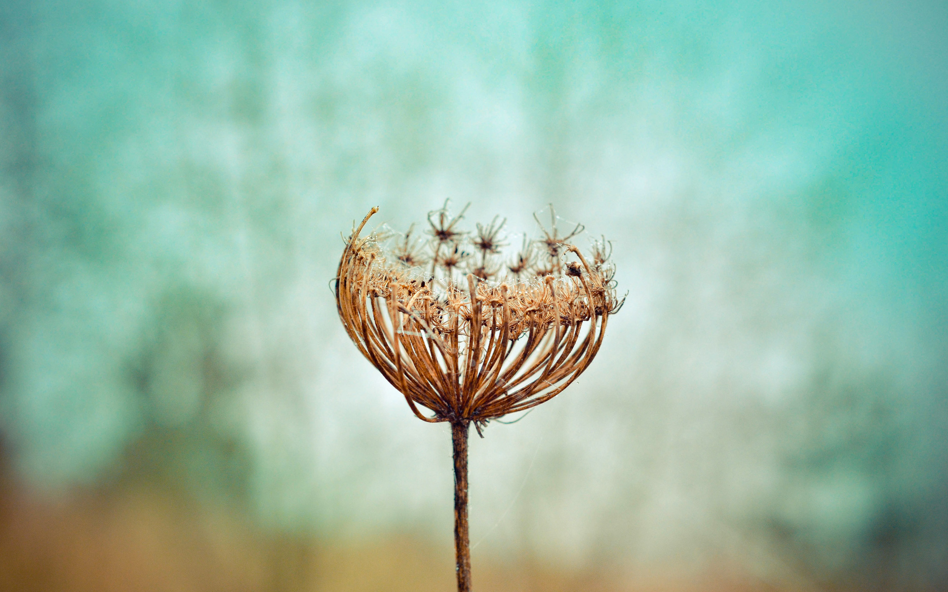 Зонтик высохшего растения крупным планом