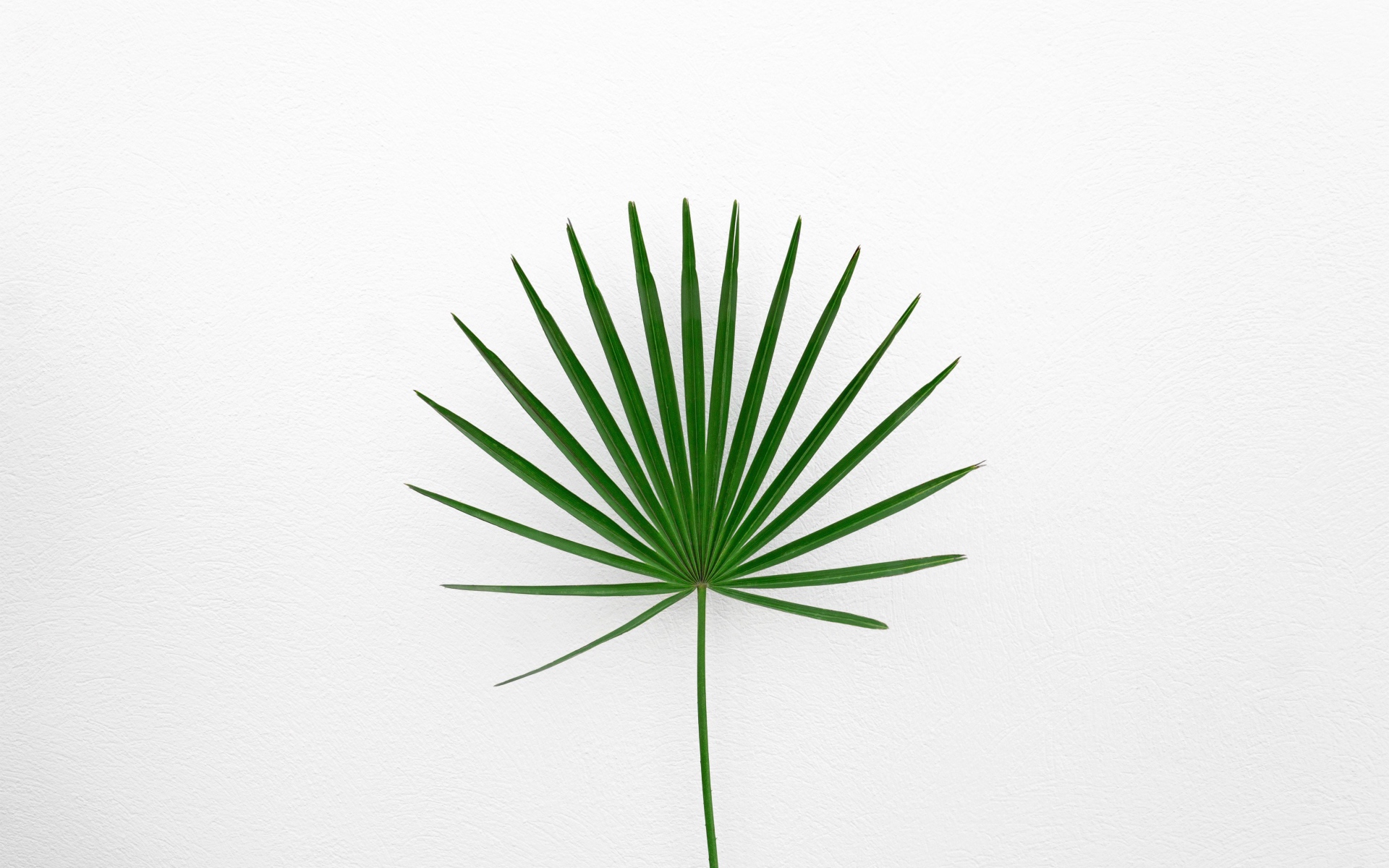 Зеленый пальмовый лист на белом фоне