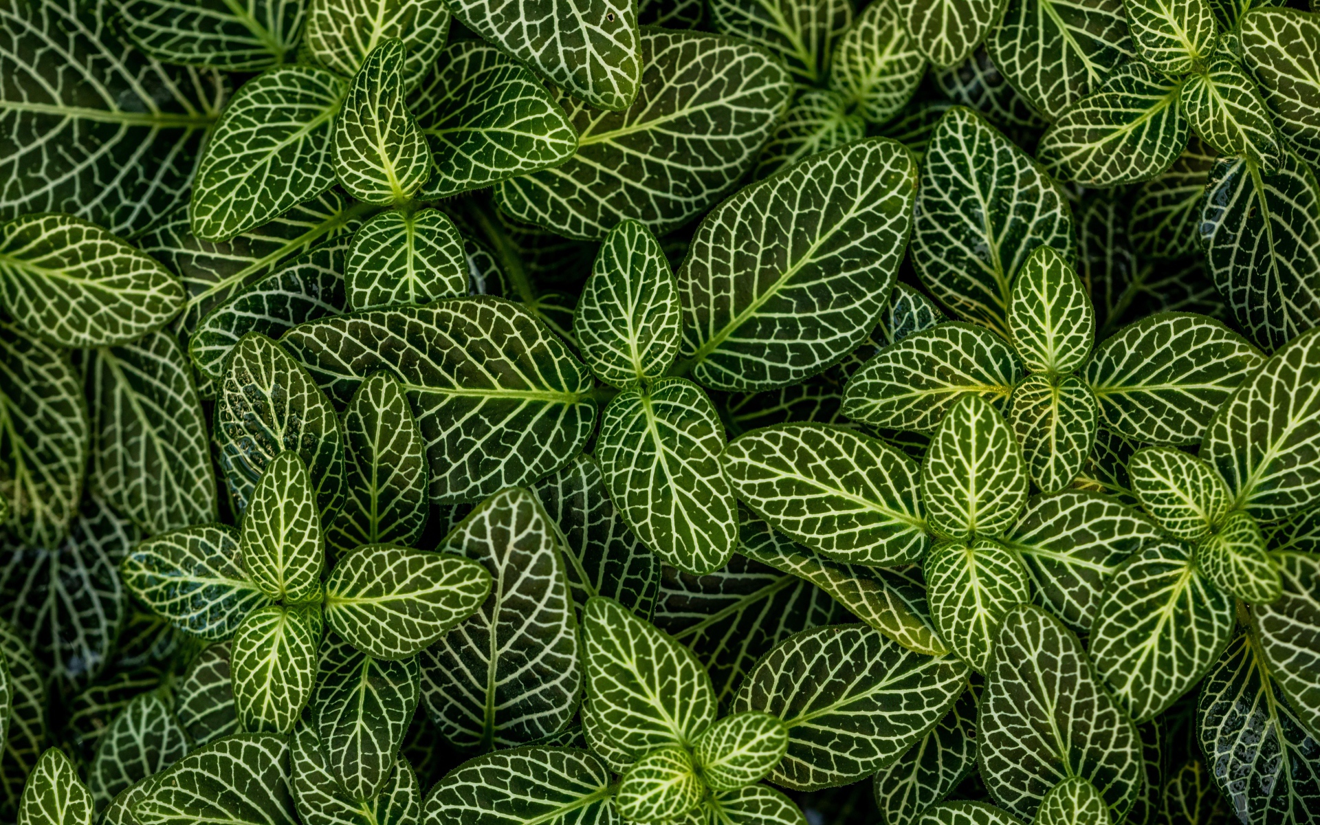 Many green leaves of a plant with white stripes Desktop wallpapers