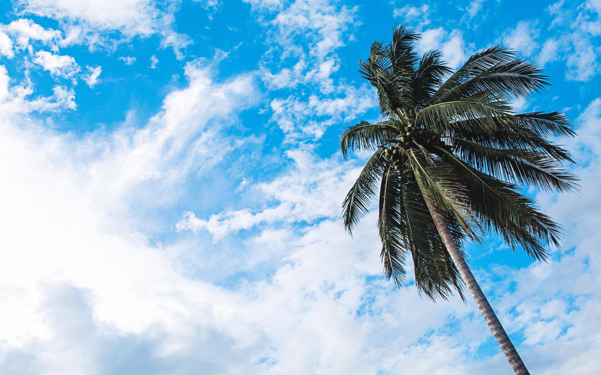 Зеленая пальма на фоне голубого неба с белыми облаками