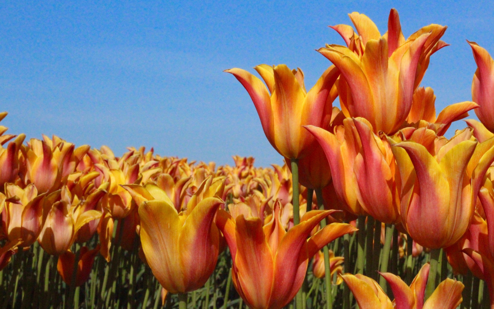 Много оранжевых тюльпанов на фоне голубого неба