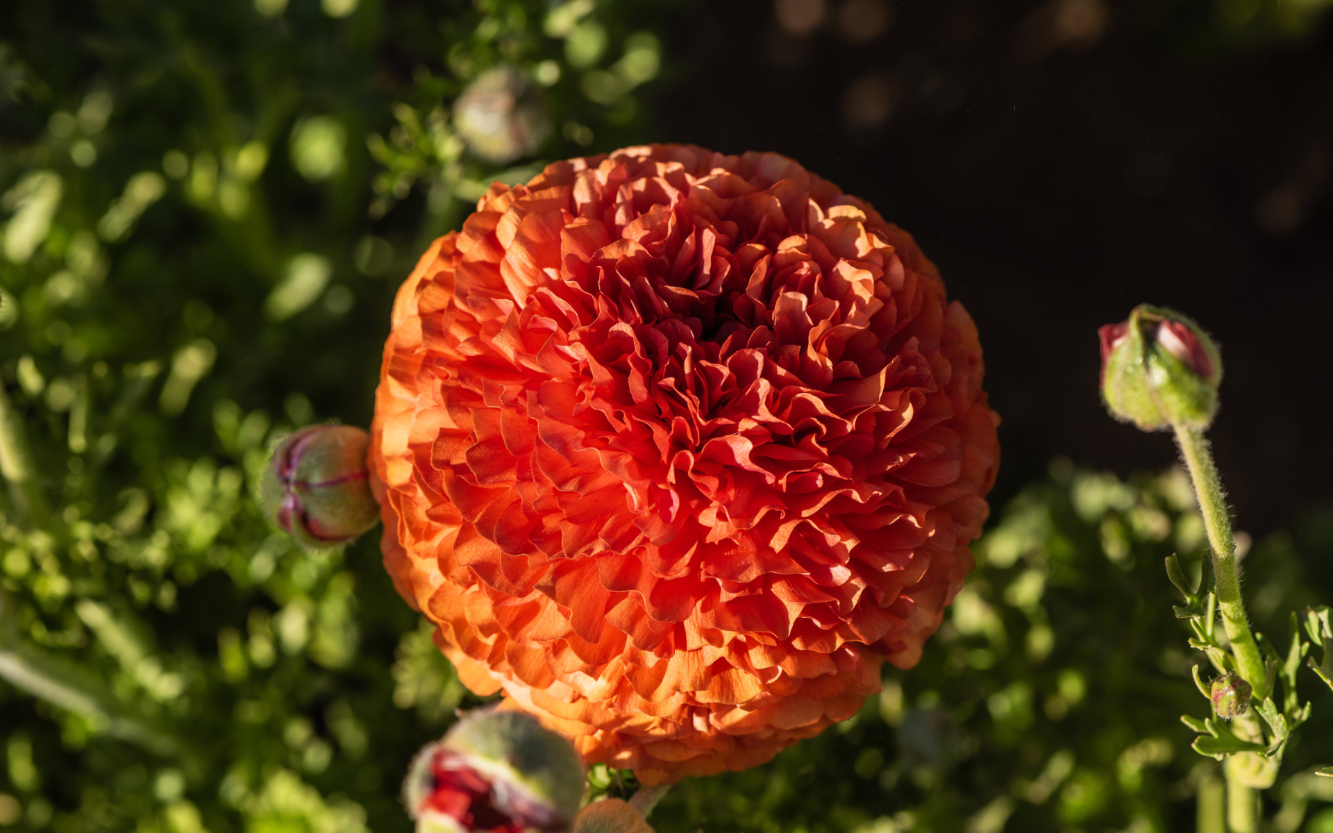 Красивый оранжевый лютик с бутонами крупным планом