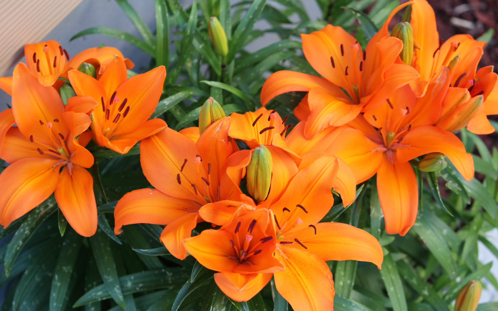 Красивые оранжевые лилии с бутонами на клумбе