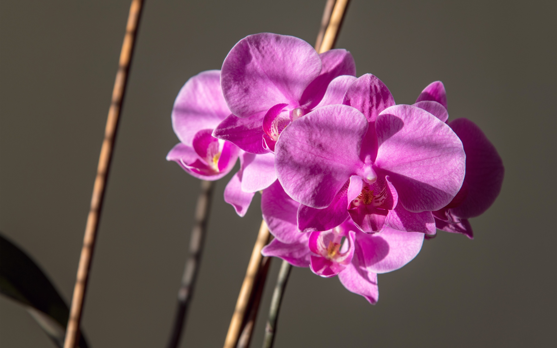 Красивые розовые цветы орхидеи на сером фоне