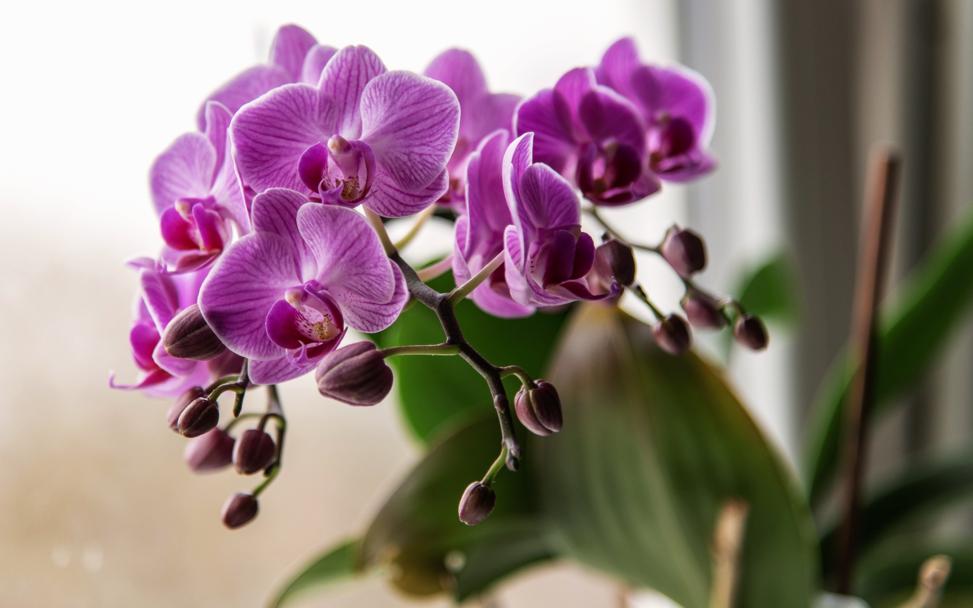 Красивые розовые цветы орхидеи с бутонами крупным планом