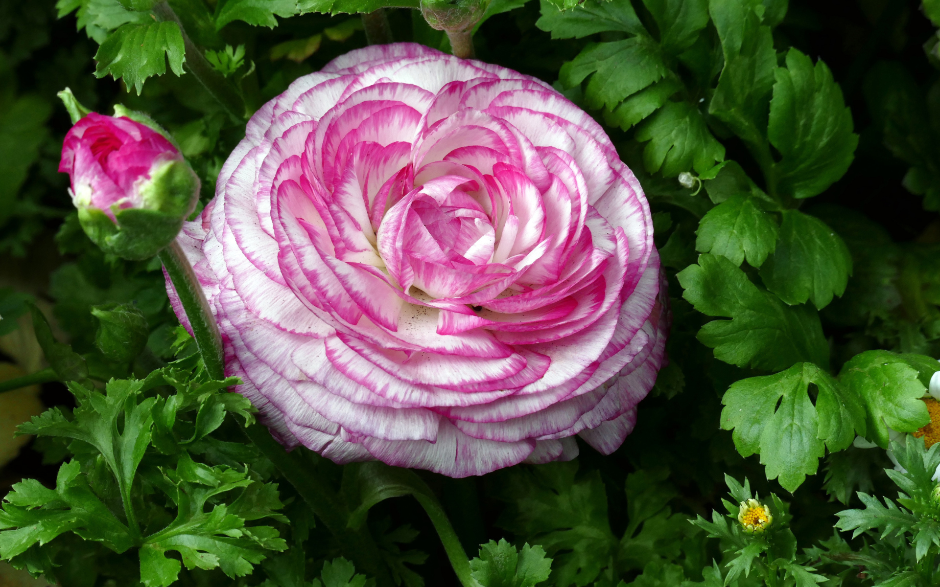 Красивый розовый лютик в зеленых листьях