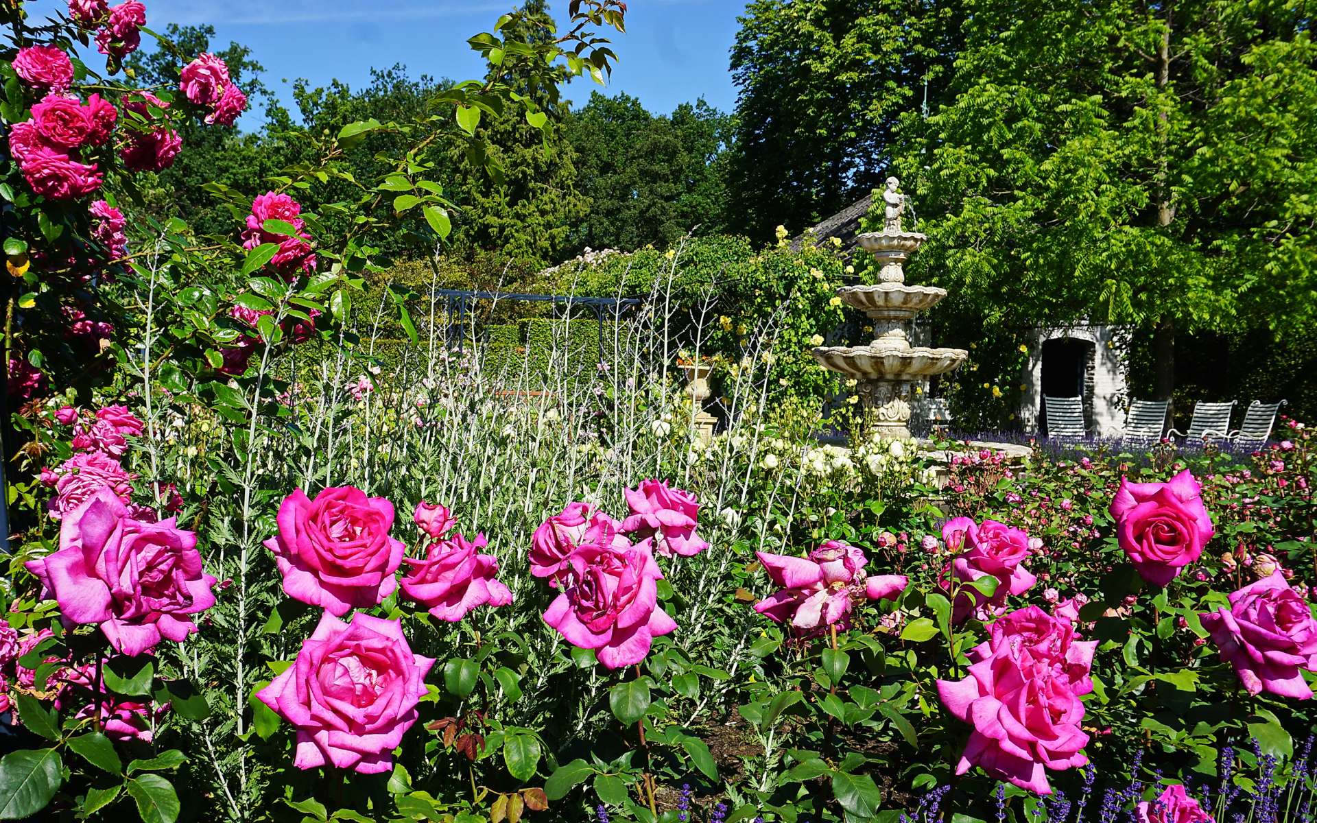 Красивые розовые розы в саду у фонтана