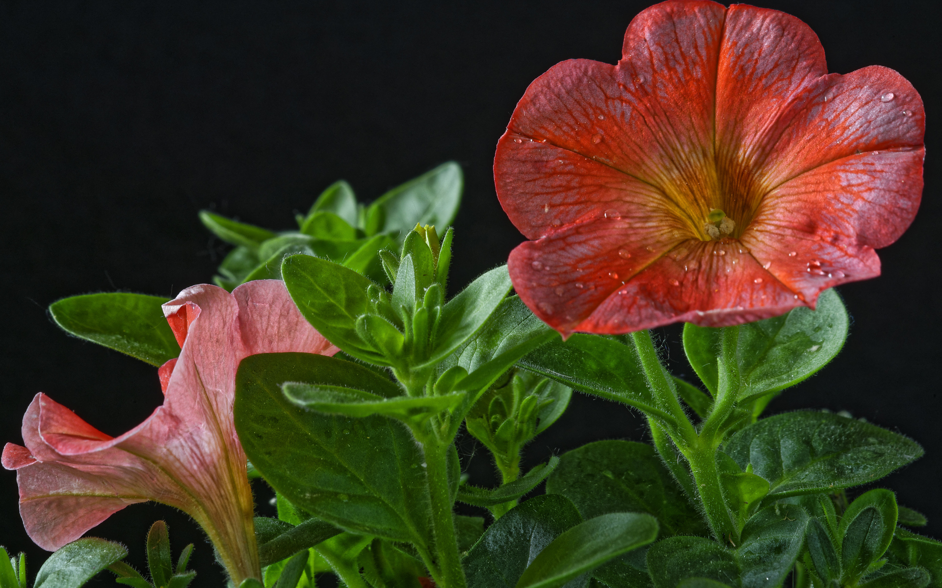 Красивая красная петуния с бутонами на черном фоне