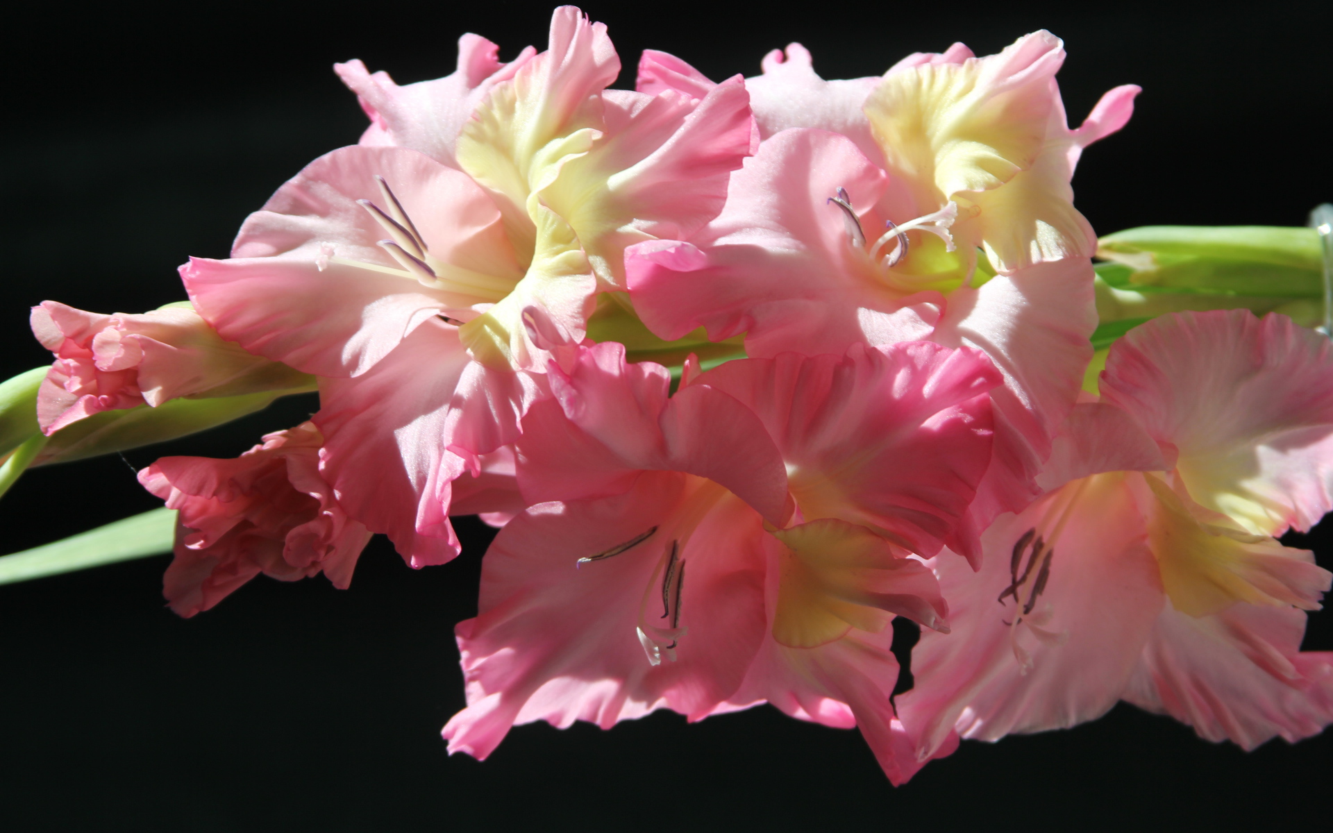 Красивые нежные розовые гладиолусы на черном фоне