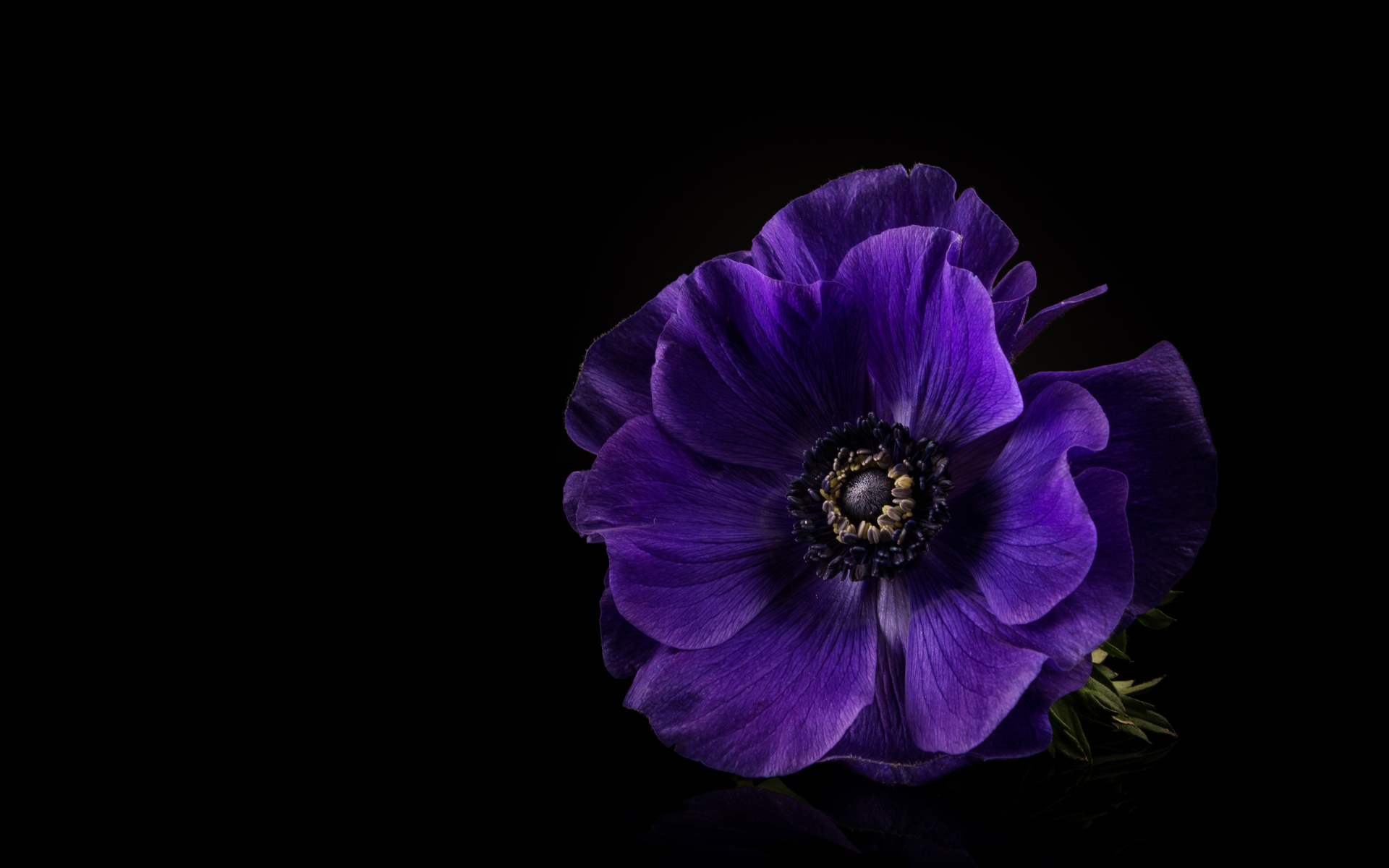 Синий цветок анемона на черном фоне крупным планом