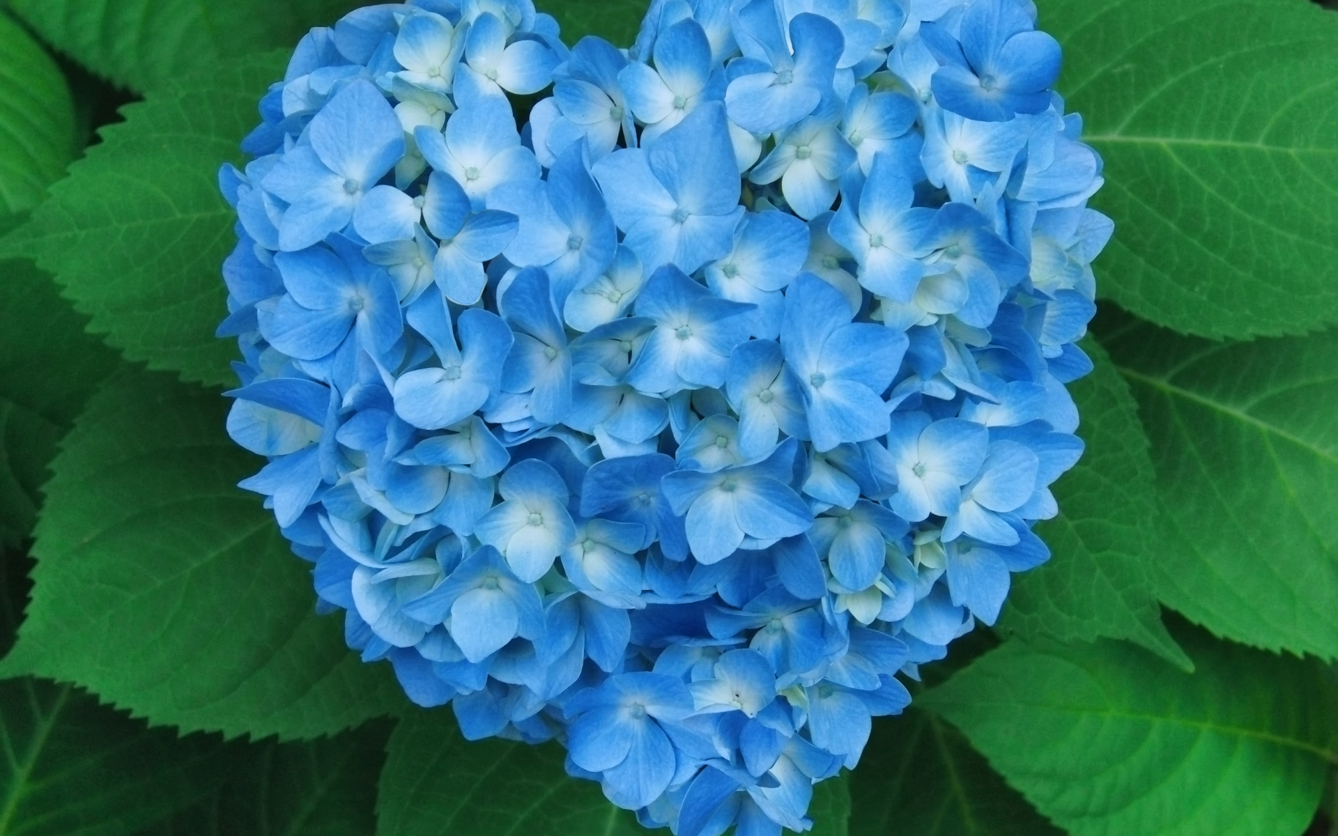 Голубой цветок гортензии в форме сердца в зеленых листьях 