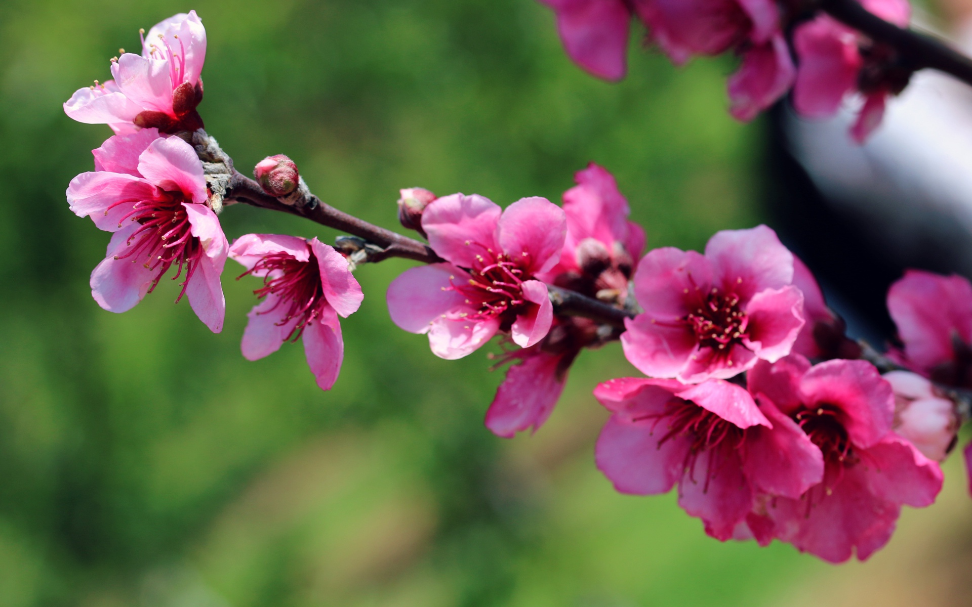 Ветка с красивыми розовыми цветами крупным планом