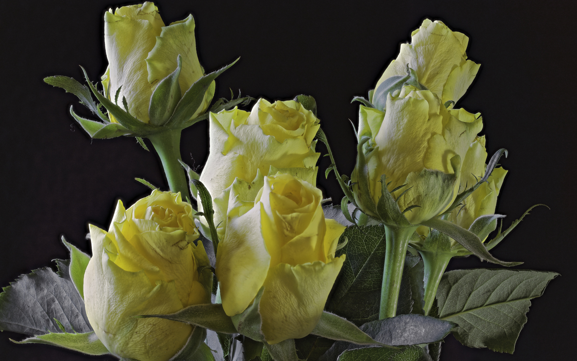 Бутоны желтой розы на черном фоне крупным планом