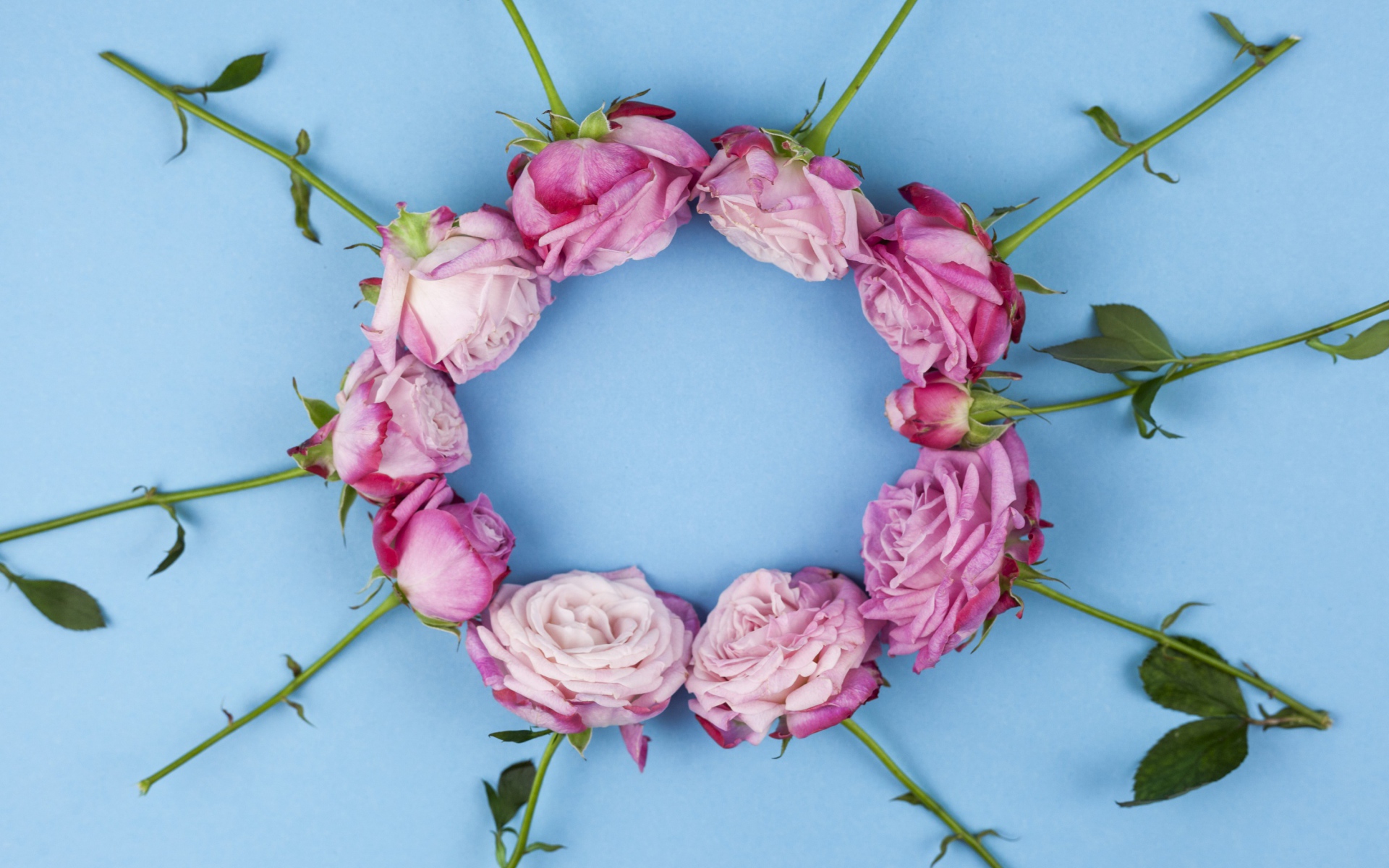 Круг из розовых роз на голубом фоне