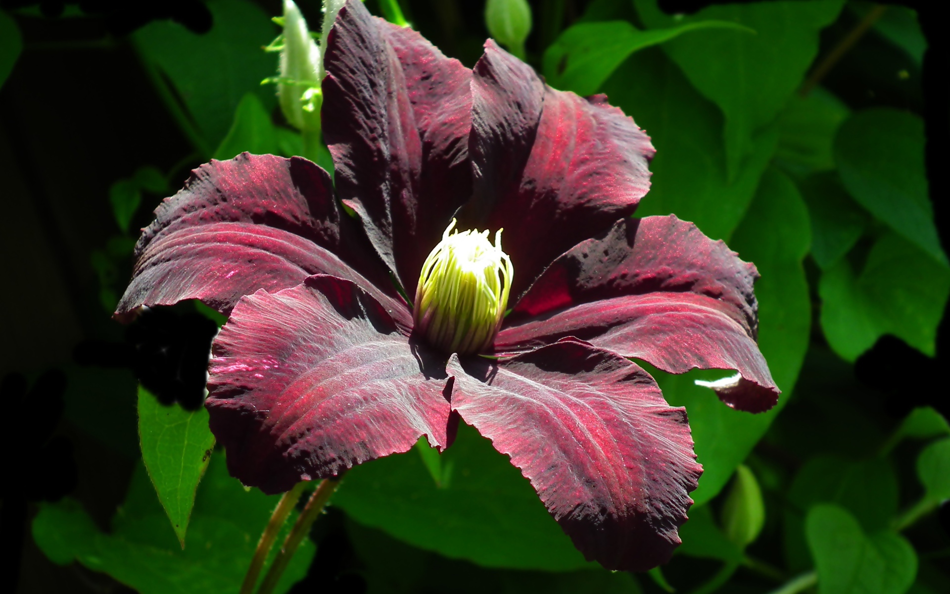 Бордовый цветок клематиса крупным планом