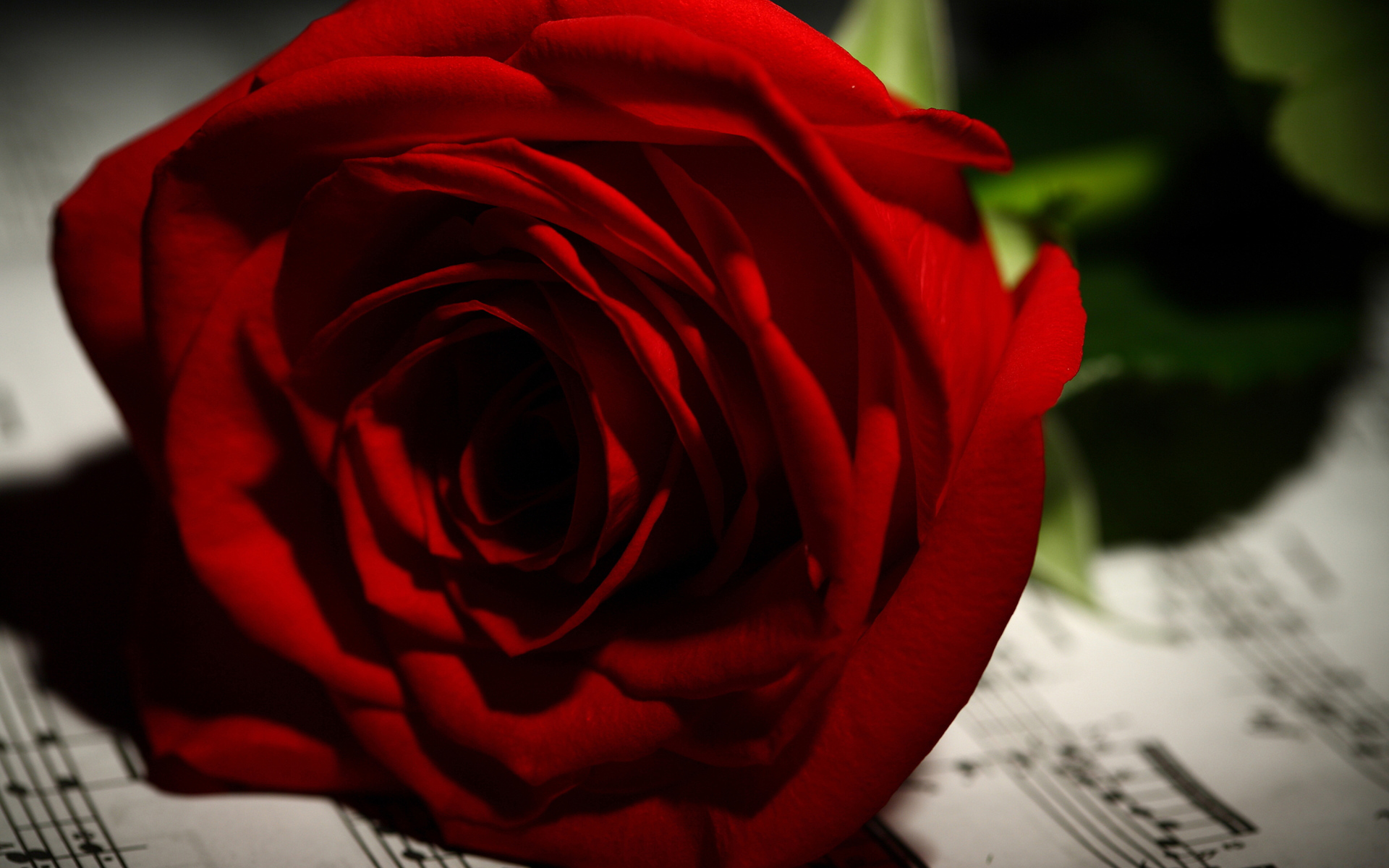 Нежная красная роза лежит на нотах 