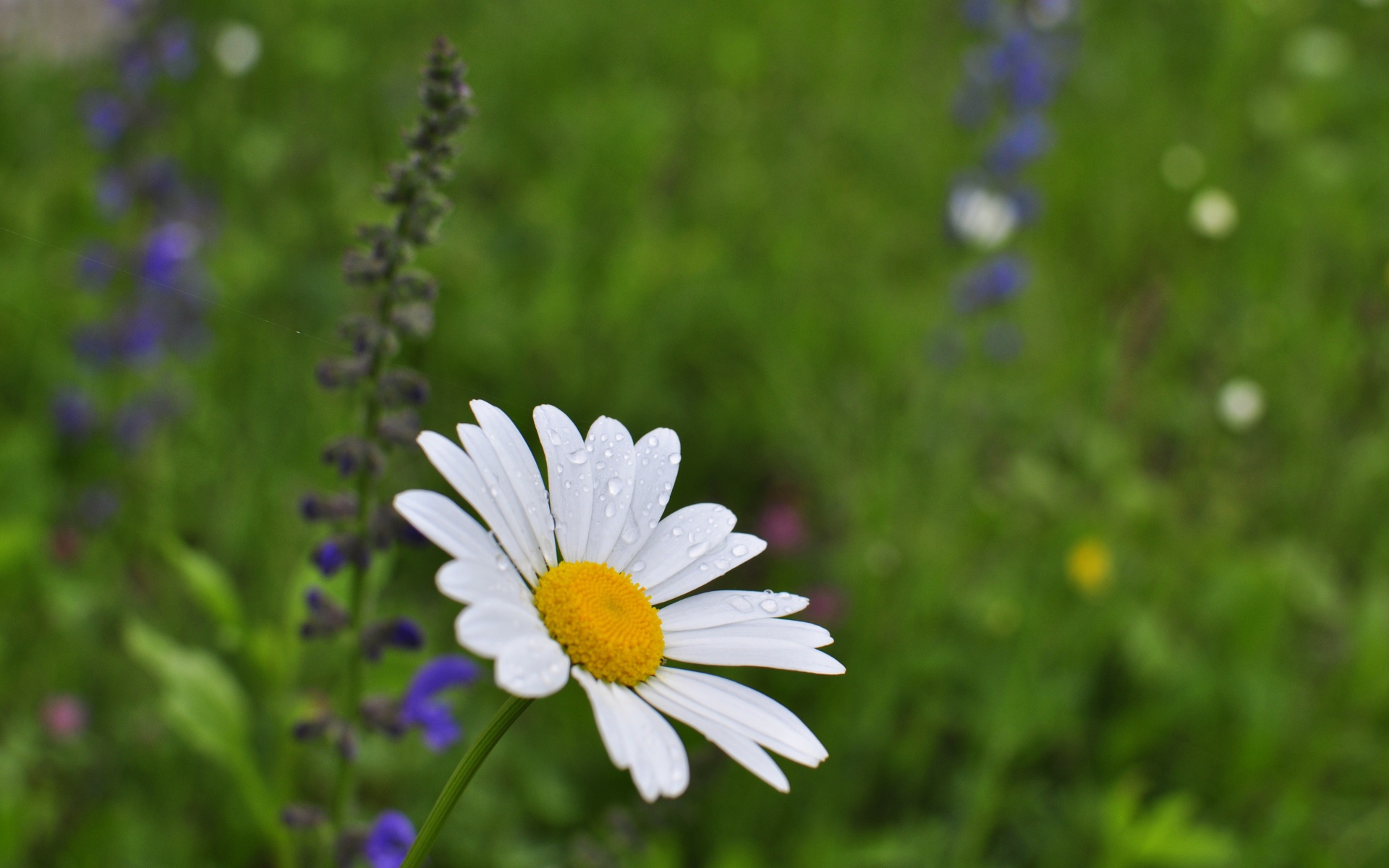 Маленькая белая ромашка с каплями росы на лепестках