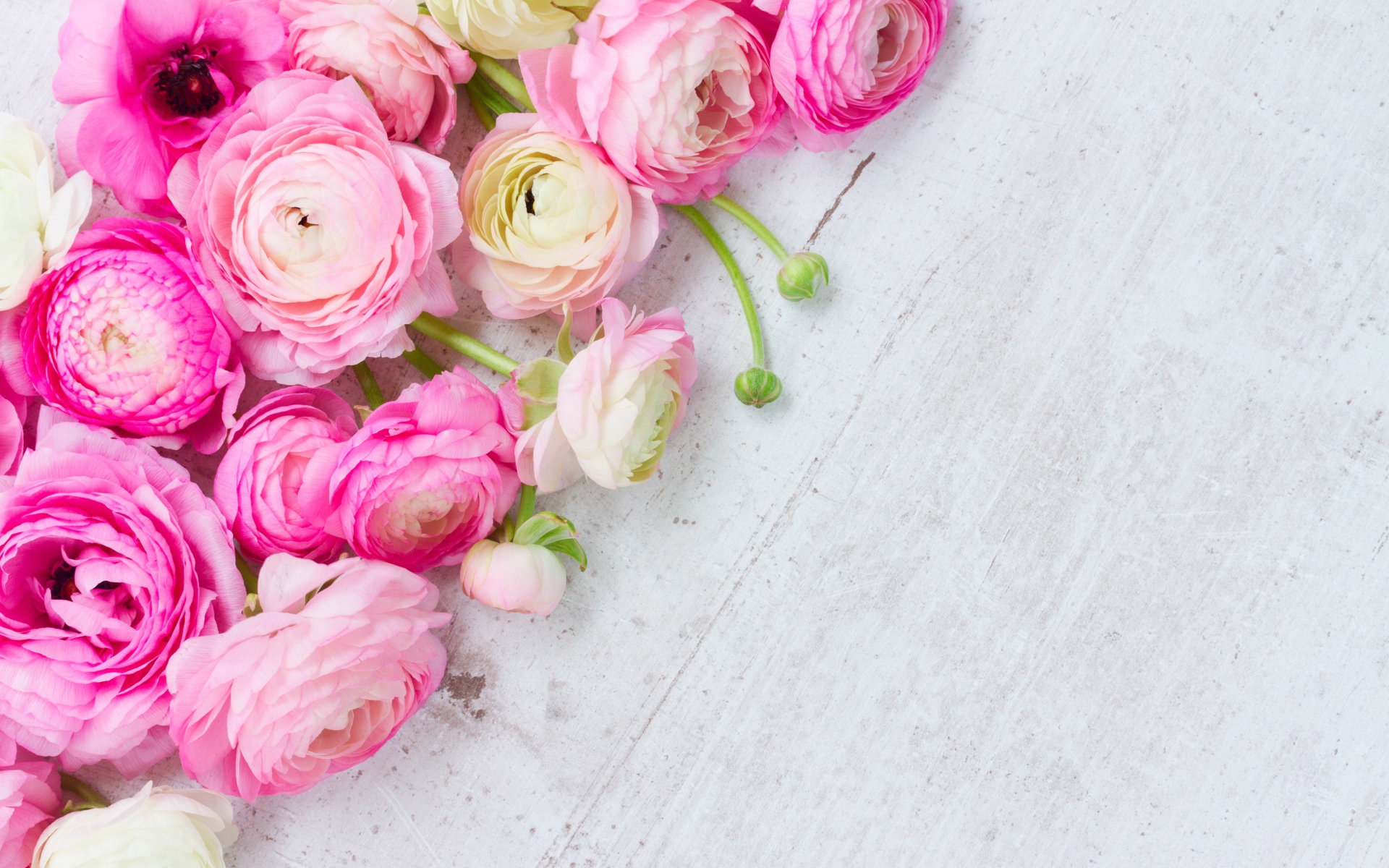 Много розовых лютиков на сером столе