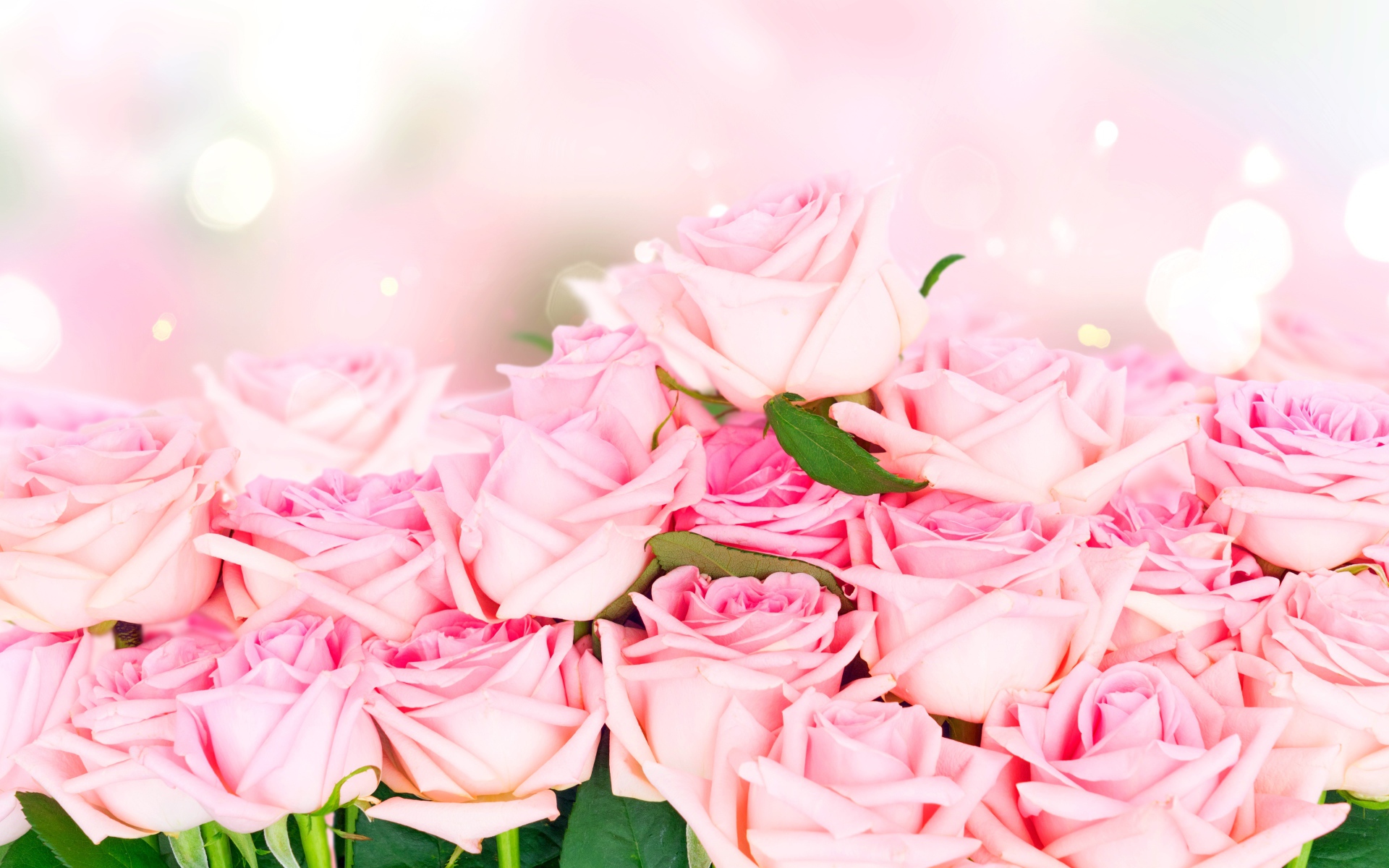 Много красивых розовых роз, фон 