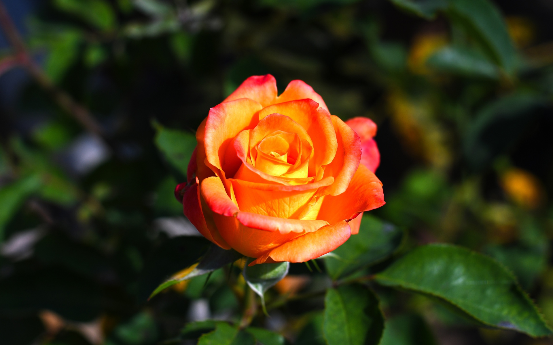 Оранжевая роза с зелеными листьями крупным планом