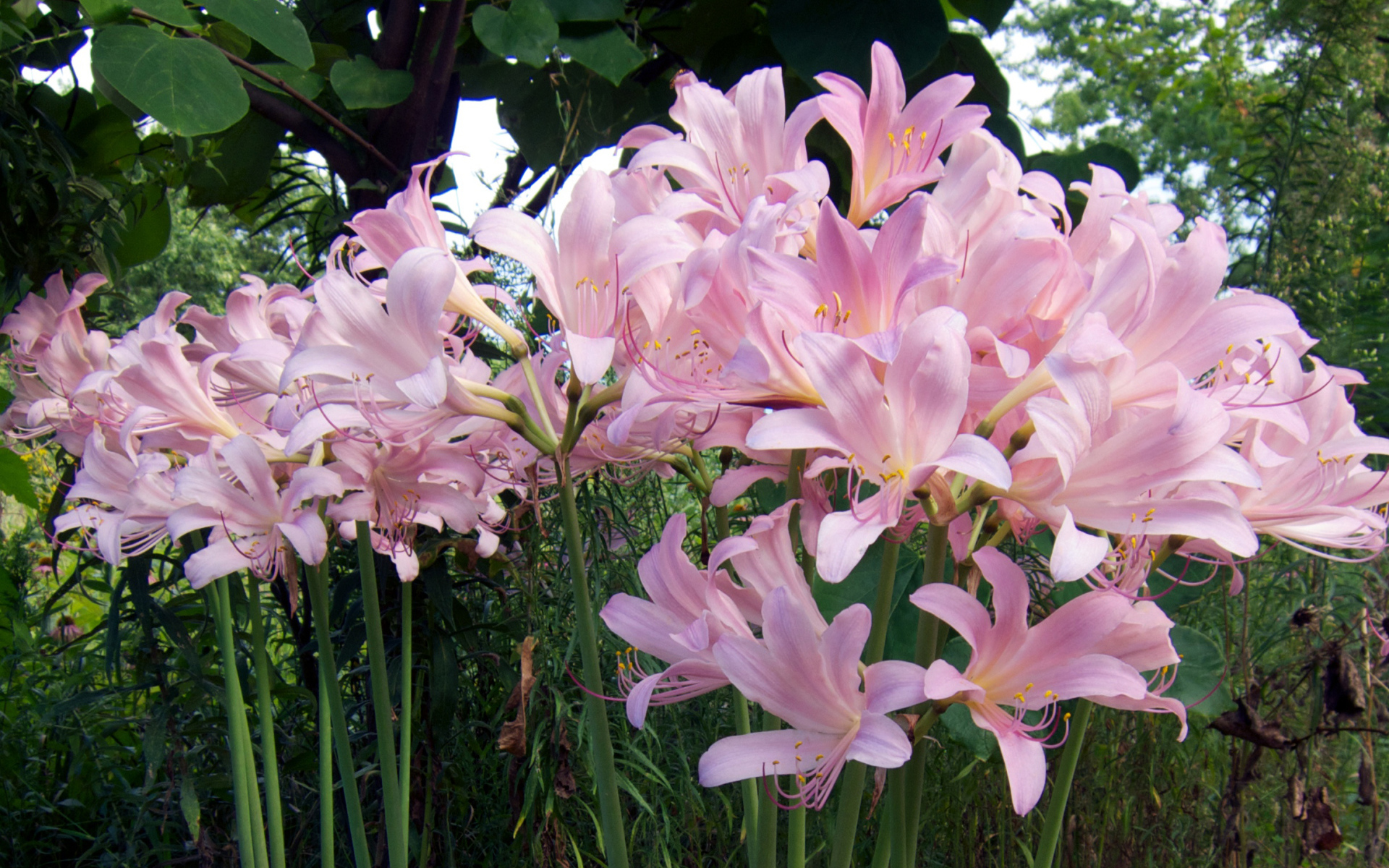 Розовые красивые лилии на клумбе