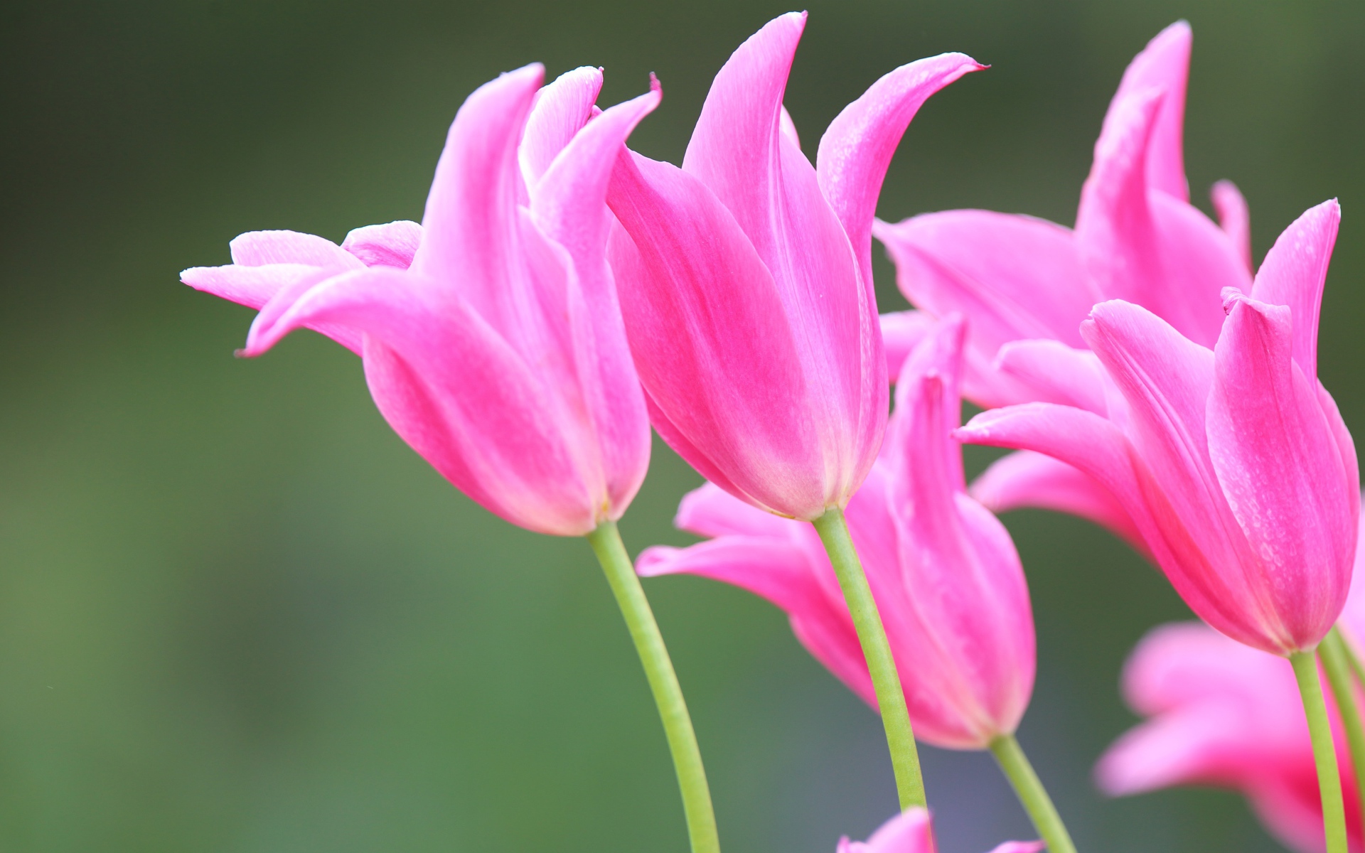 Розовые красивые весенние тюльпаны 