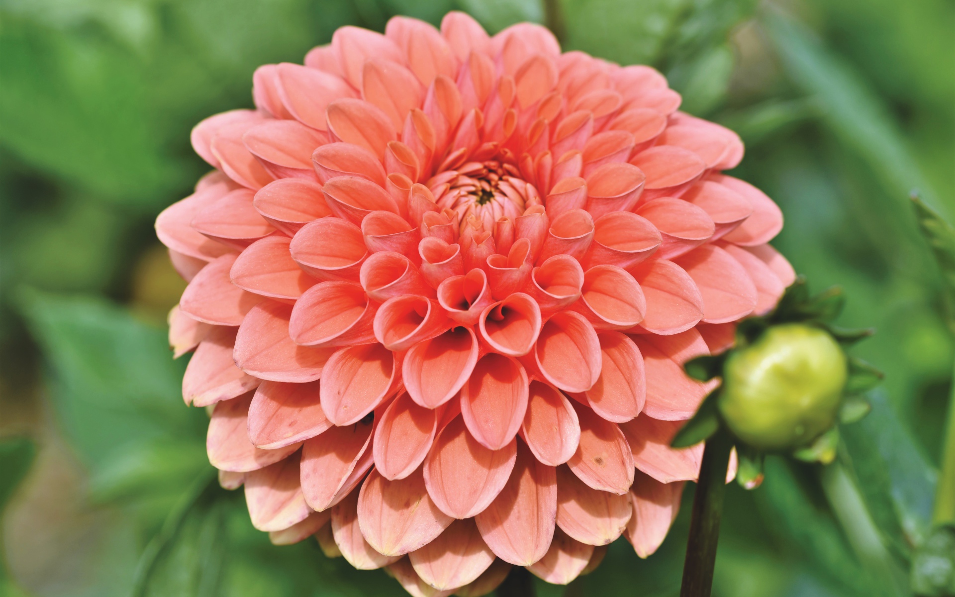 Розовая георгина с бутоном крупным планом