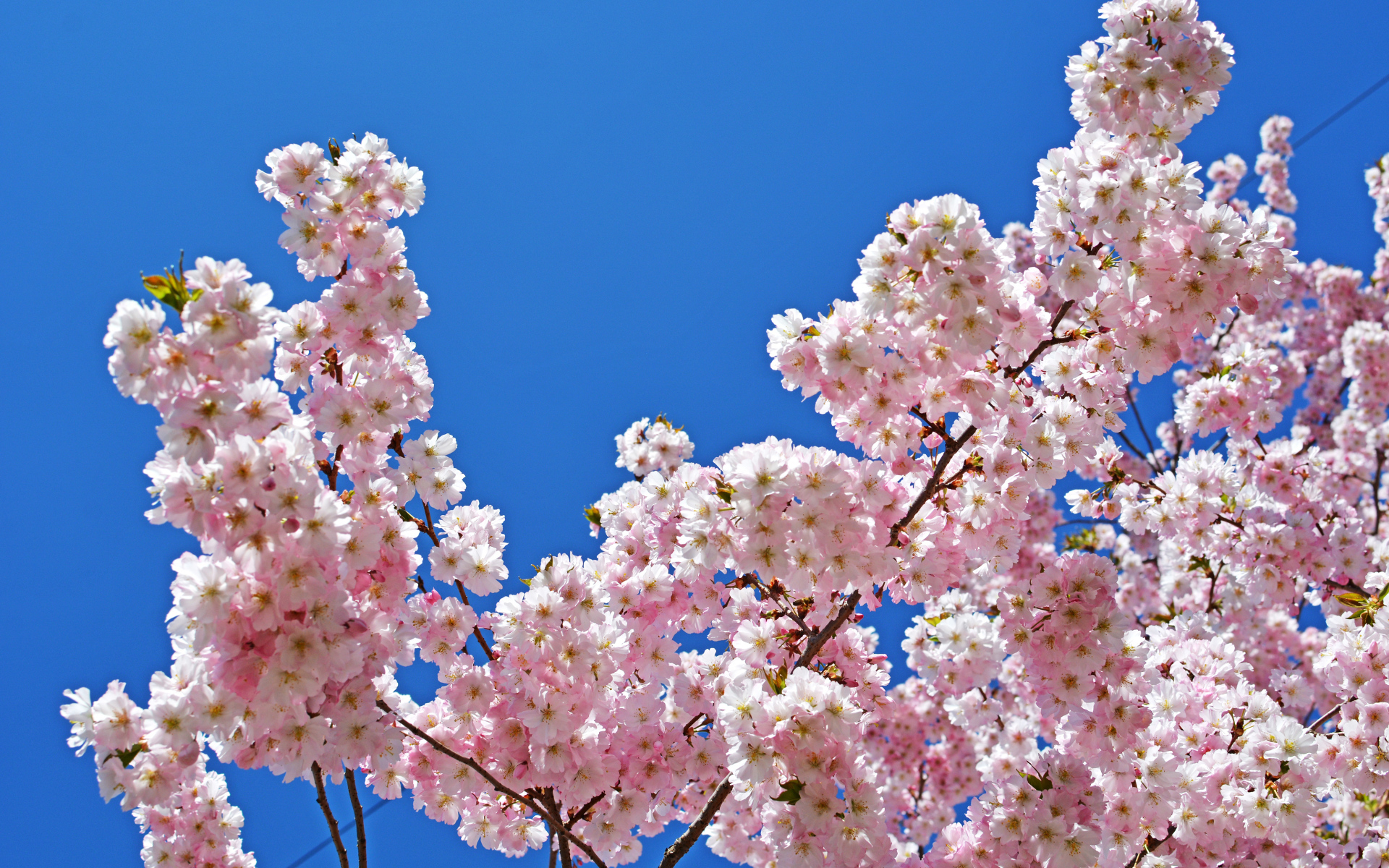 Розовые цветы на ветках дерева на фоне голубого неба весной