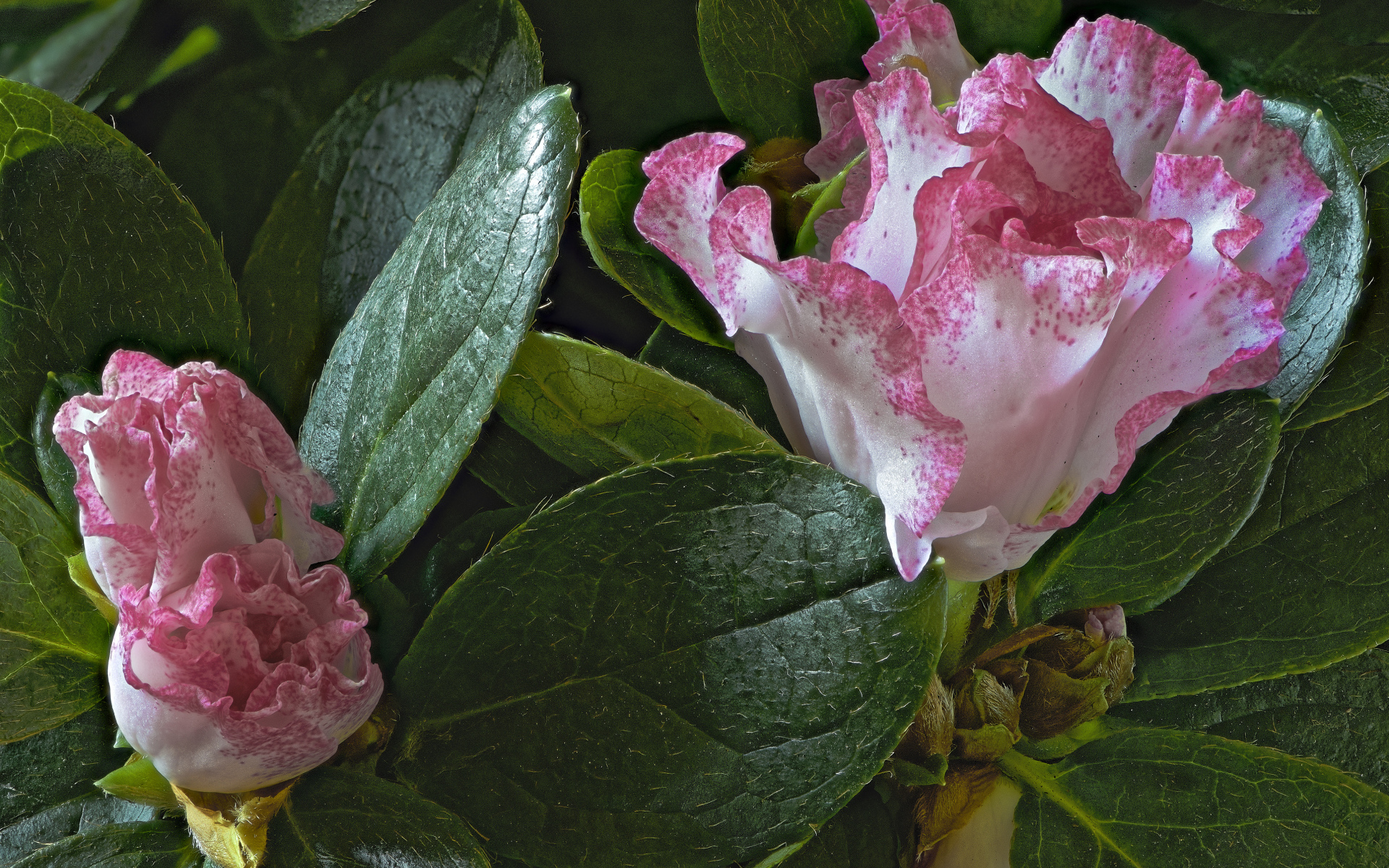 Розовые цветы рододендрон в зеленых листьях 