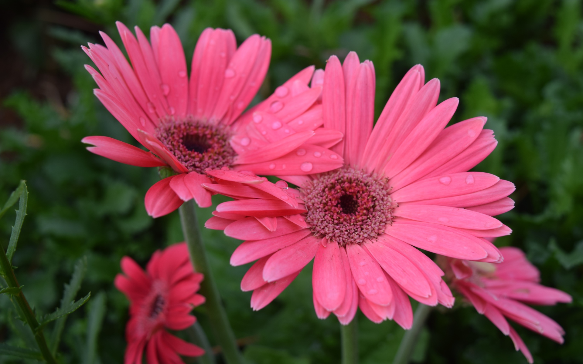 Розовые герберы с каплями воды на лепестках 