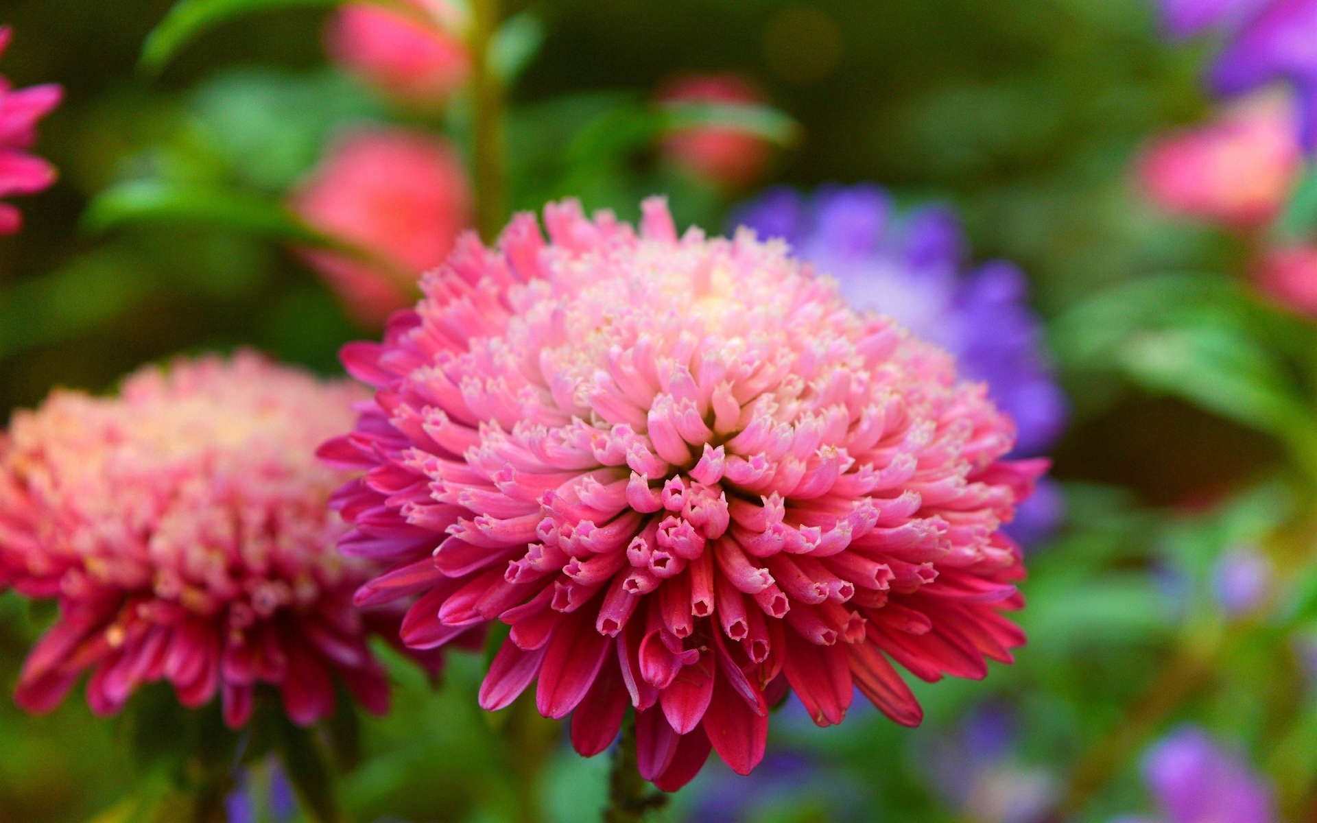 Розовый пышный цветок астры крупным планом