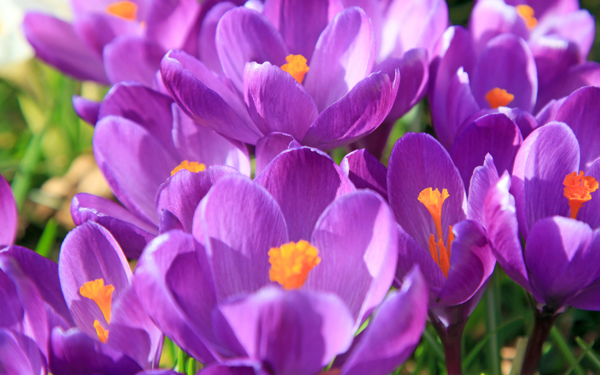 Фиолетовые крокусы в лучах солнца крупным планом