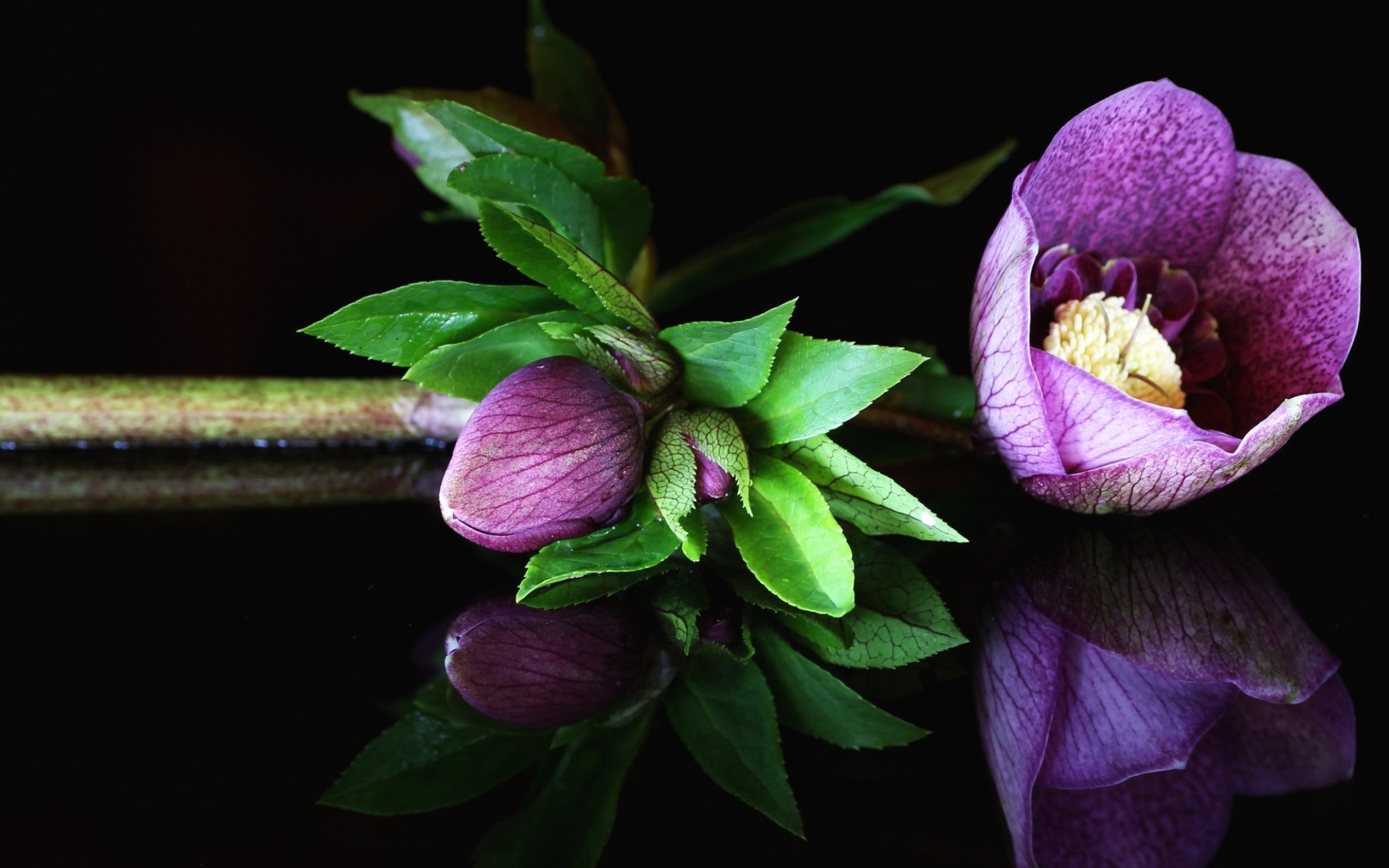 Фиолетовый цветок морозник на черном фоне