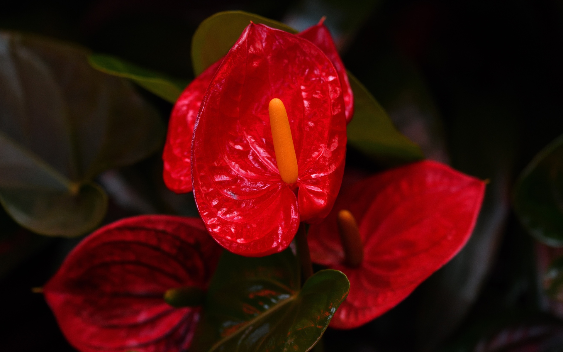 Красные комнатные цветы антуриум крупным планом